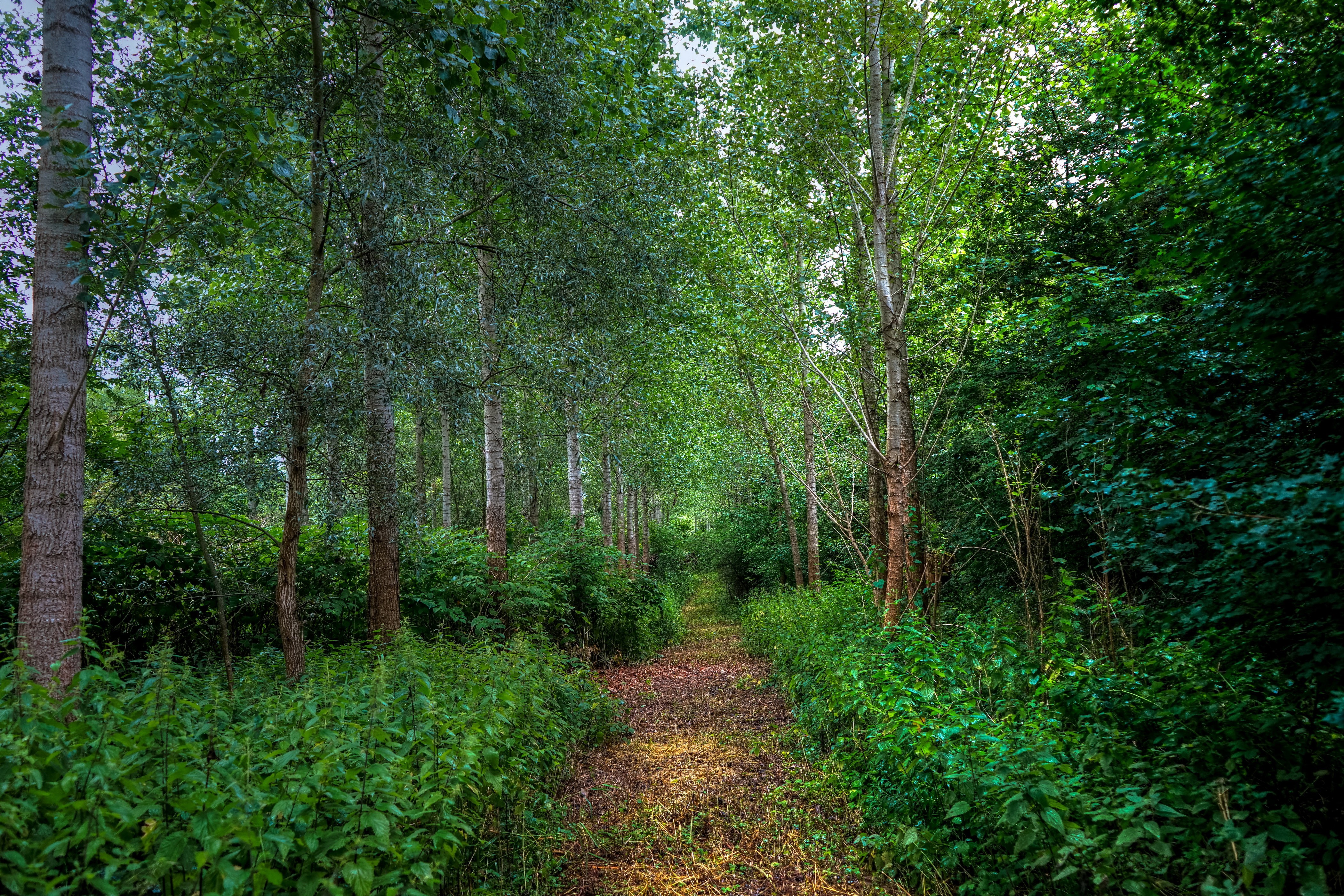 Forest path with trees and shrubs HD Wallpaper