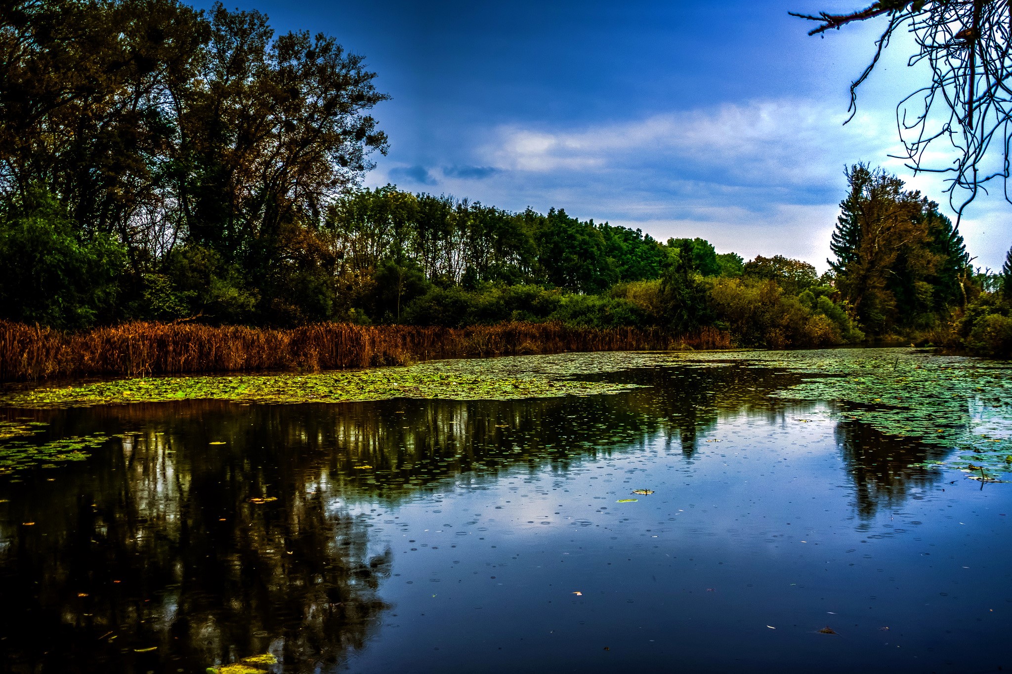 Lake with trees and lily pads in Germany HD Wallpaper