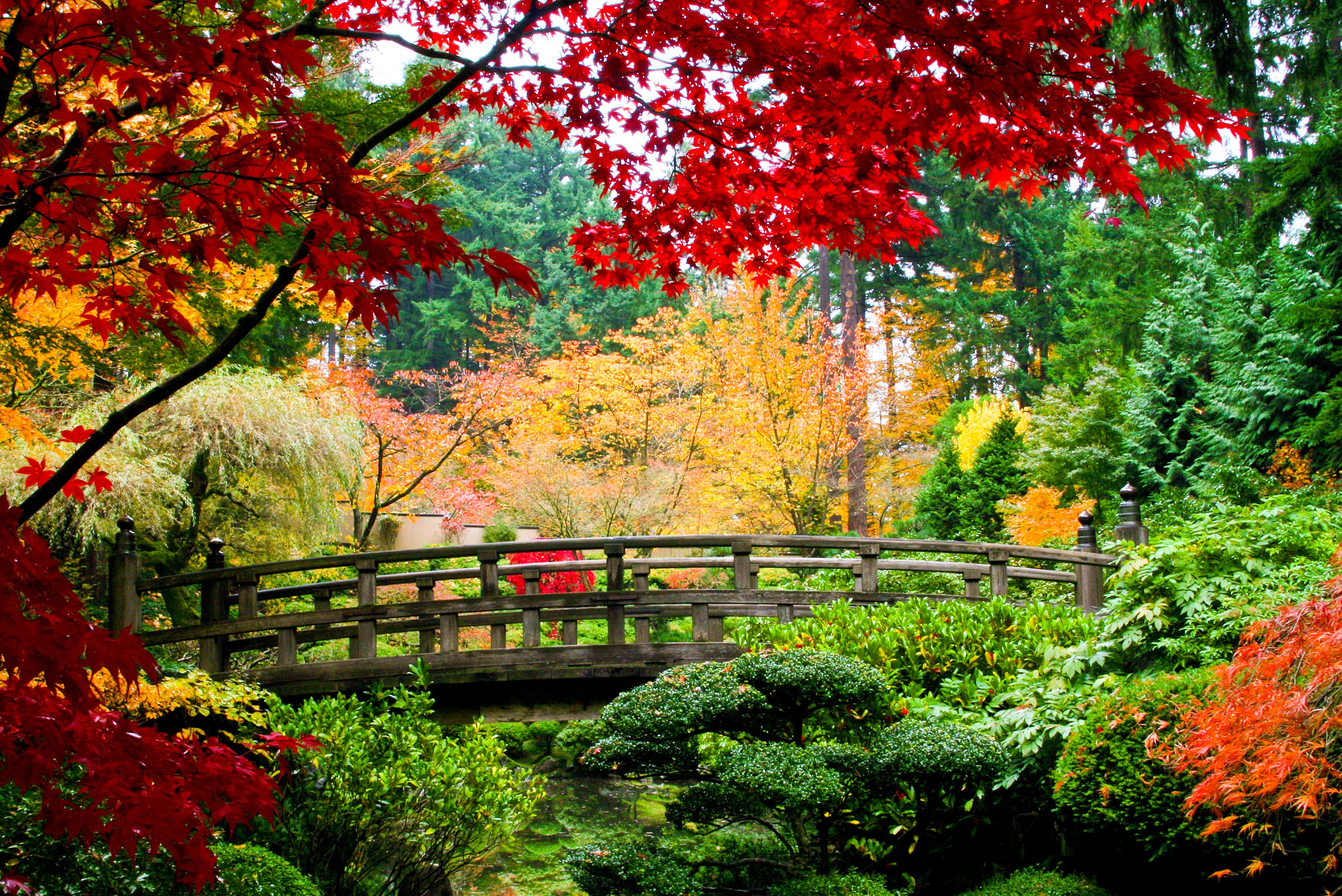 Japanese Garden with Wooden Bridge in Autumn HD Wallpaper