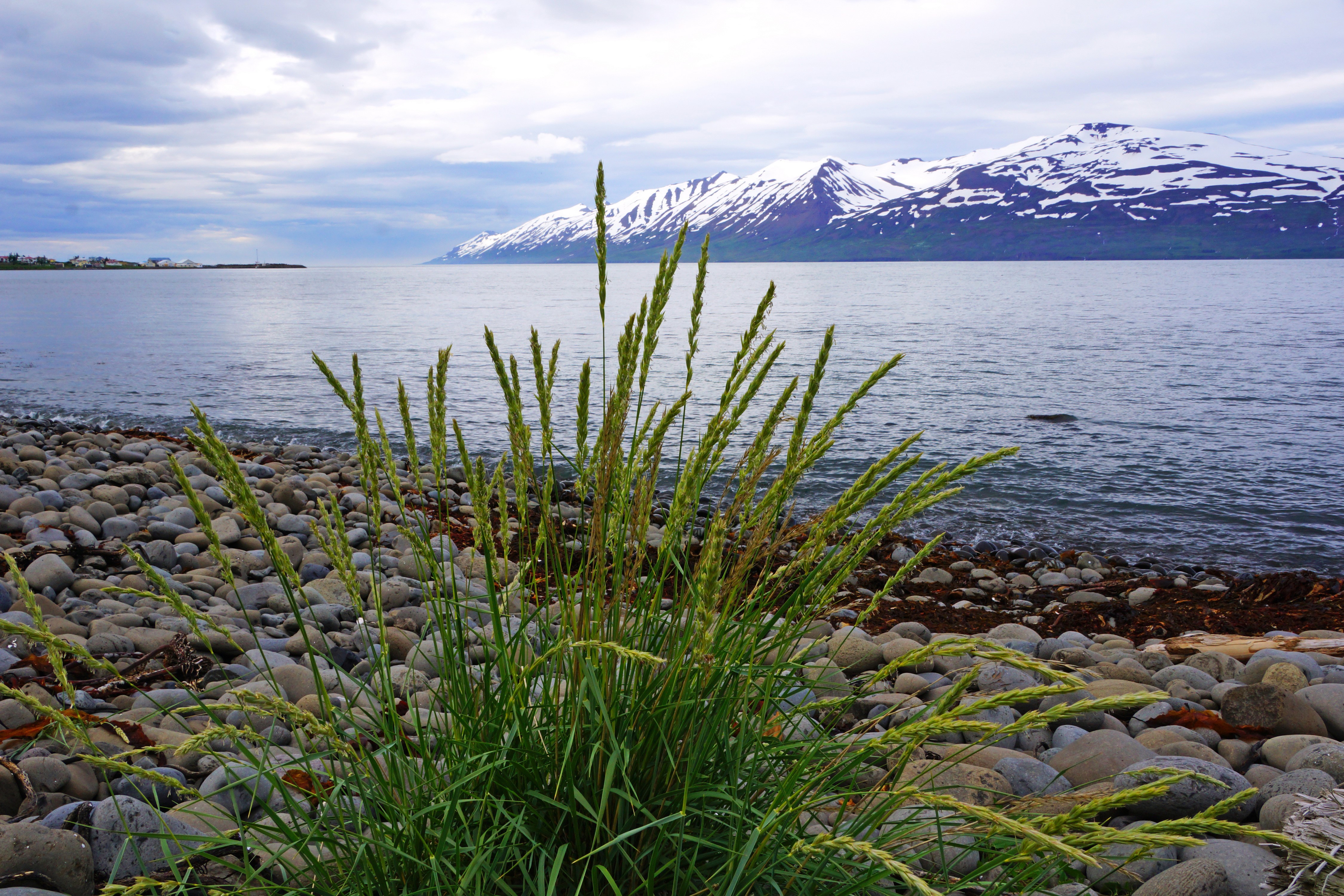 Icelandic Lake with Snow-Capped Mountains and Grass HD Wallpaper