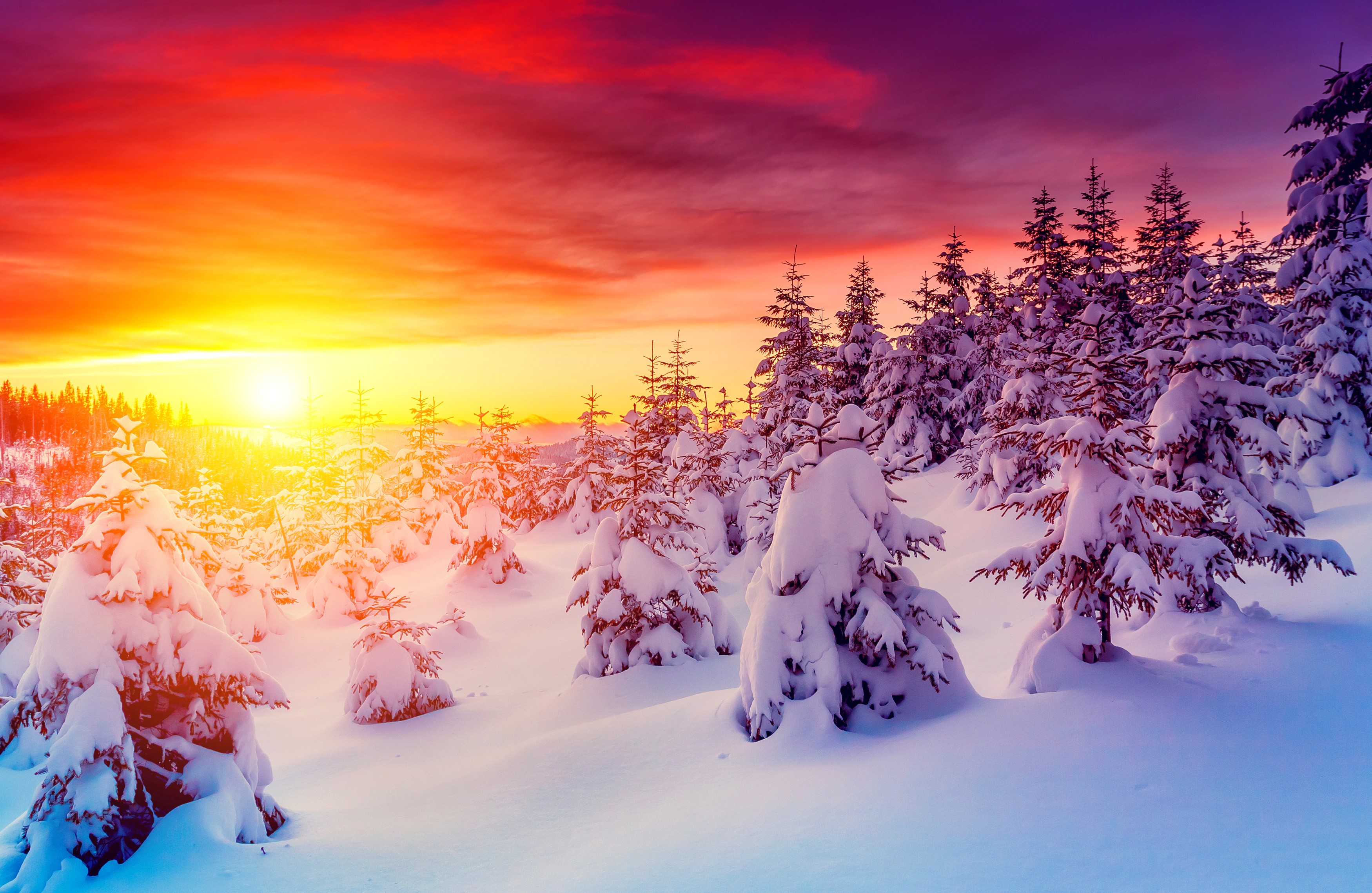Winter forest at sunset with snow-covered trees HD Wallpaper