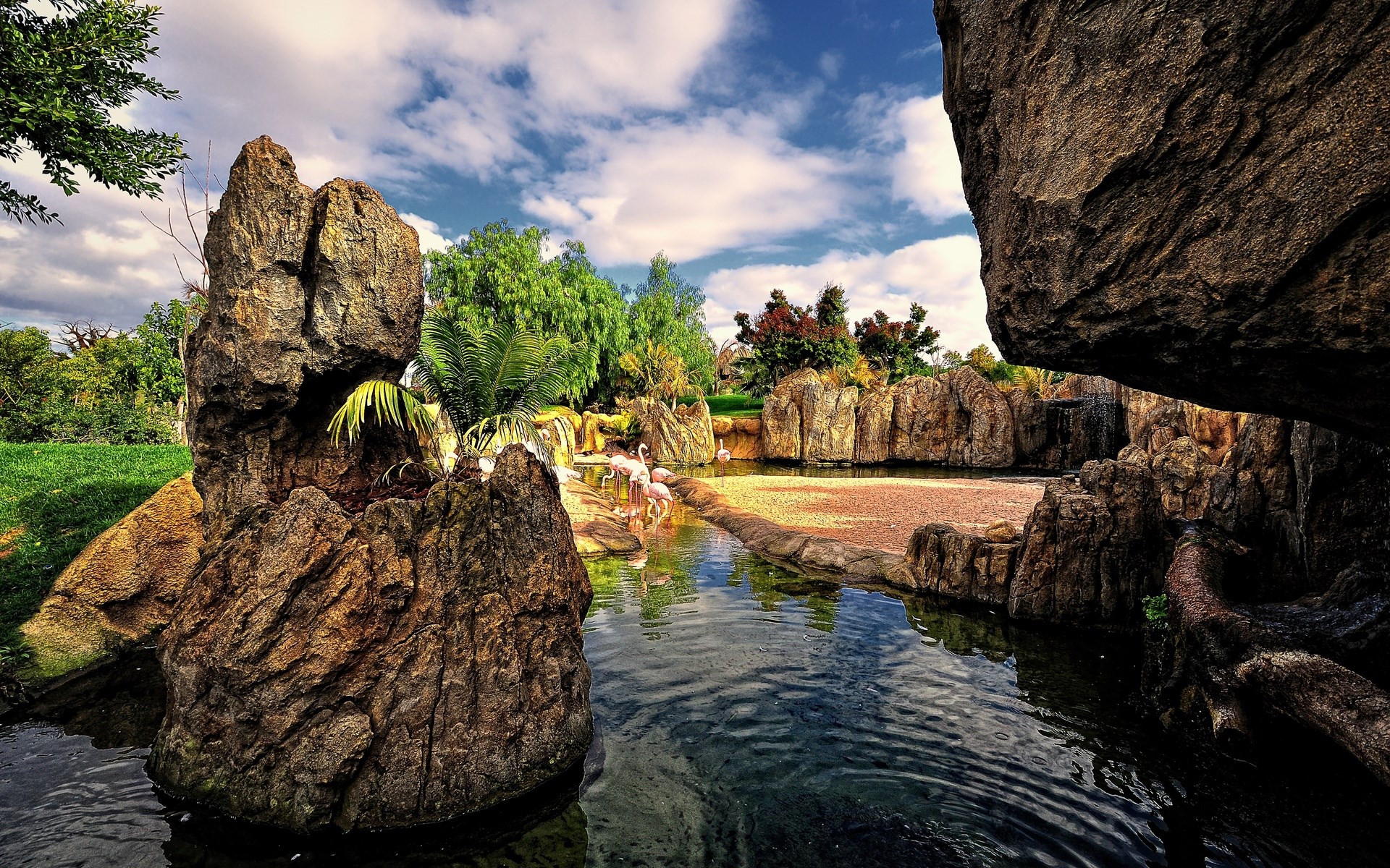 Flamingos in a rocky enclosure with a pond HD Wallpaper