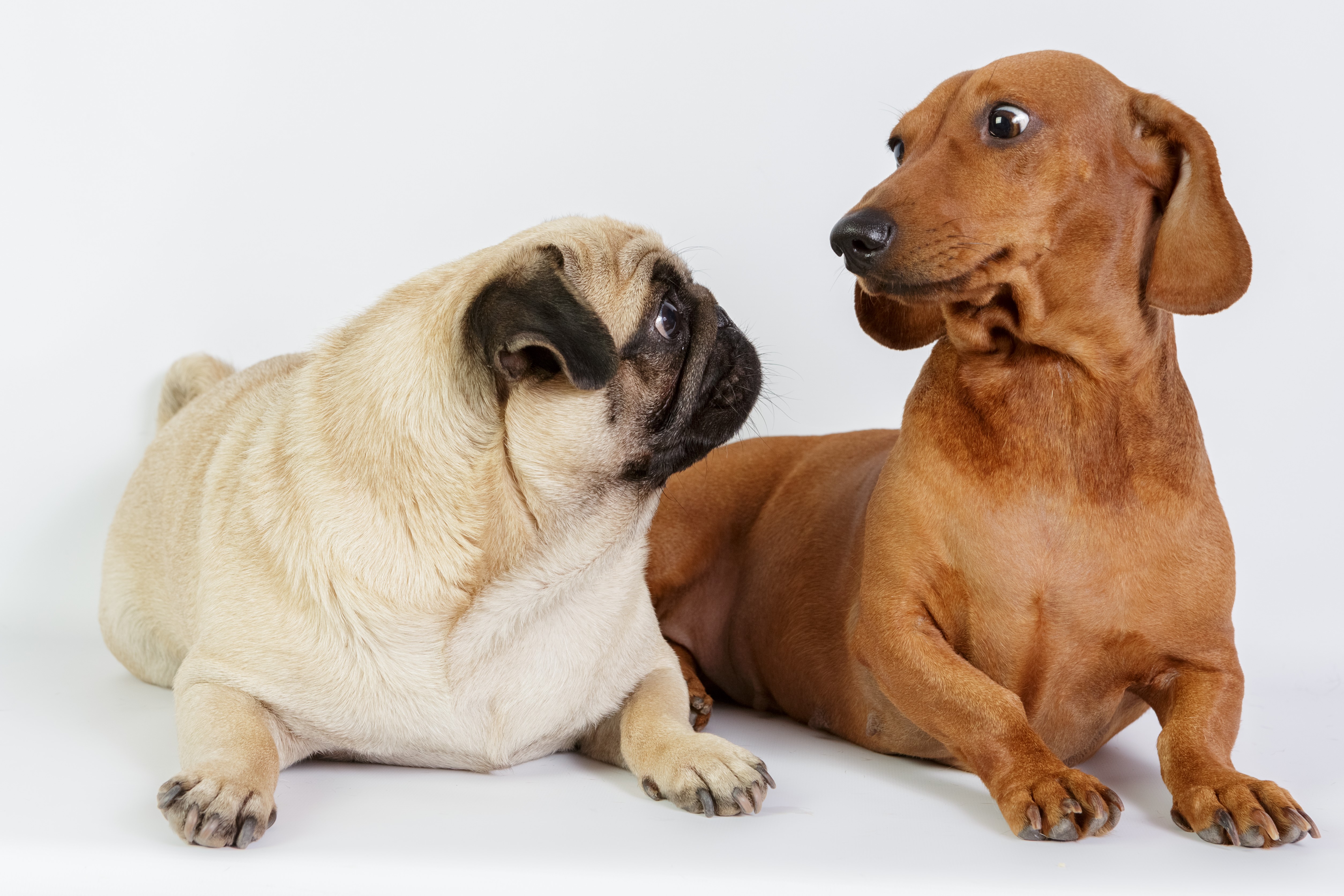 Two dogs, a Dachshund and a Pug HD Wallpaper