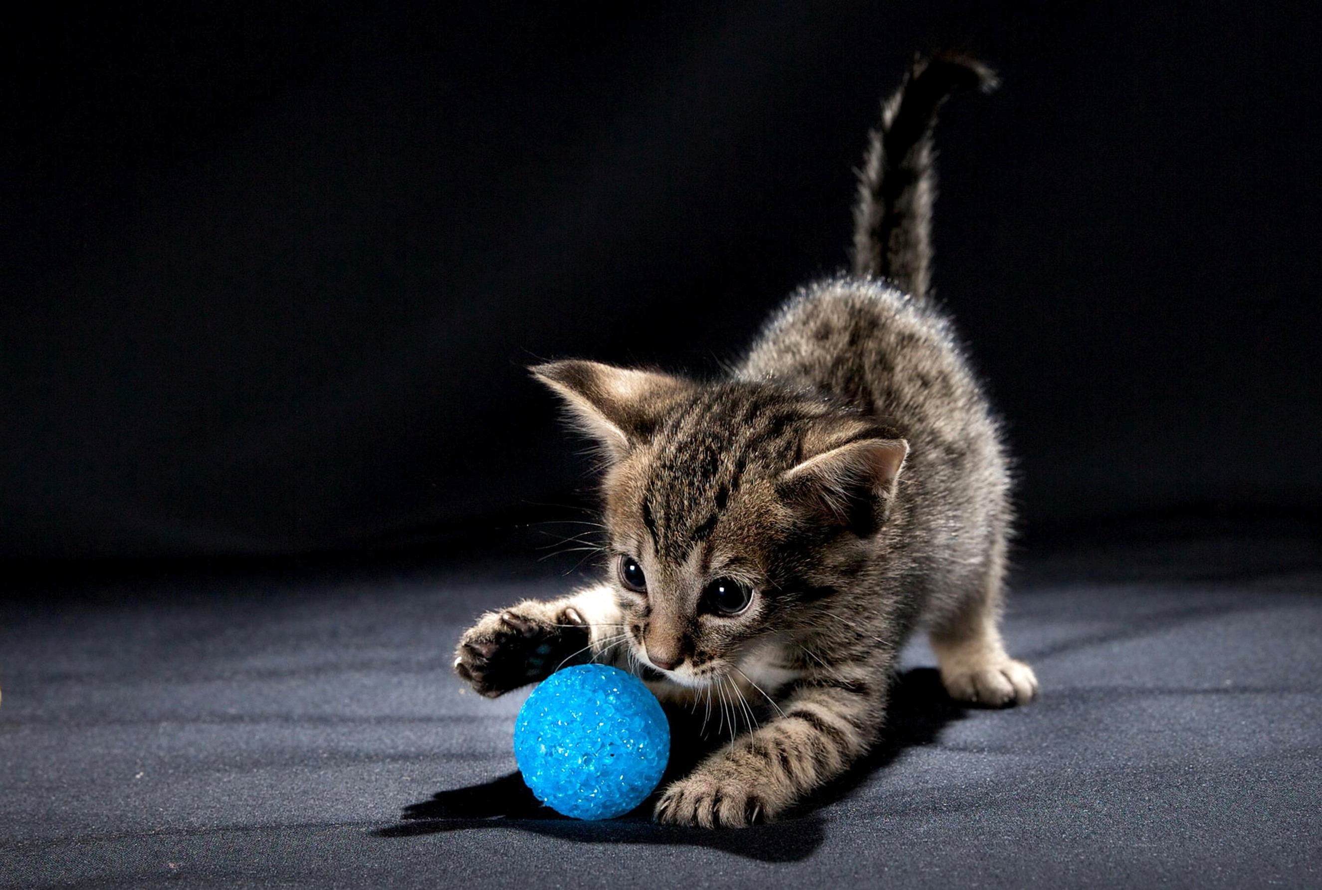 Kitten playing with a blue ball HD Wallpaper