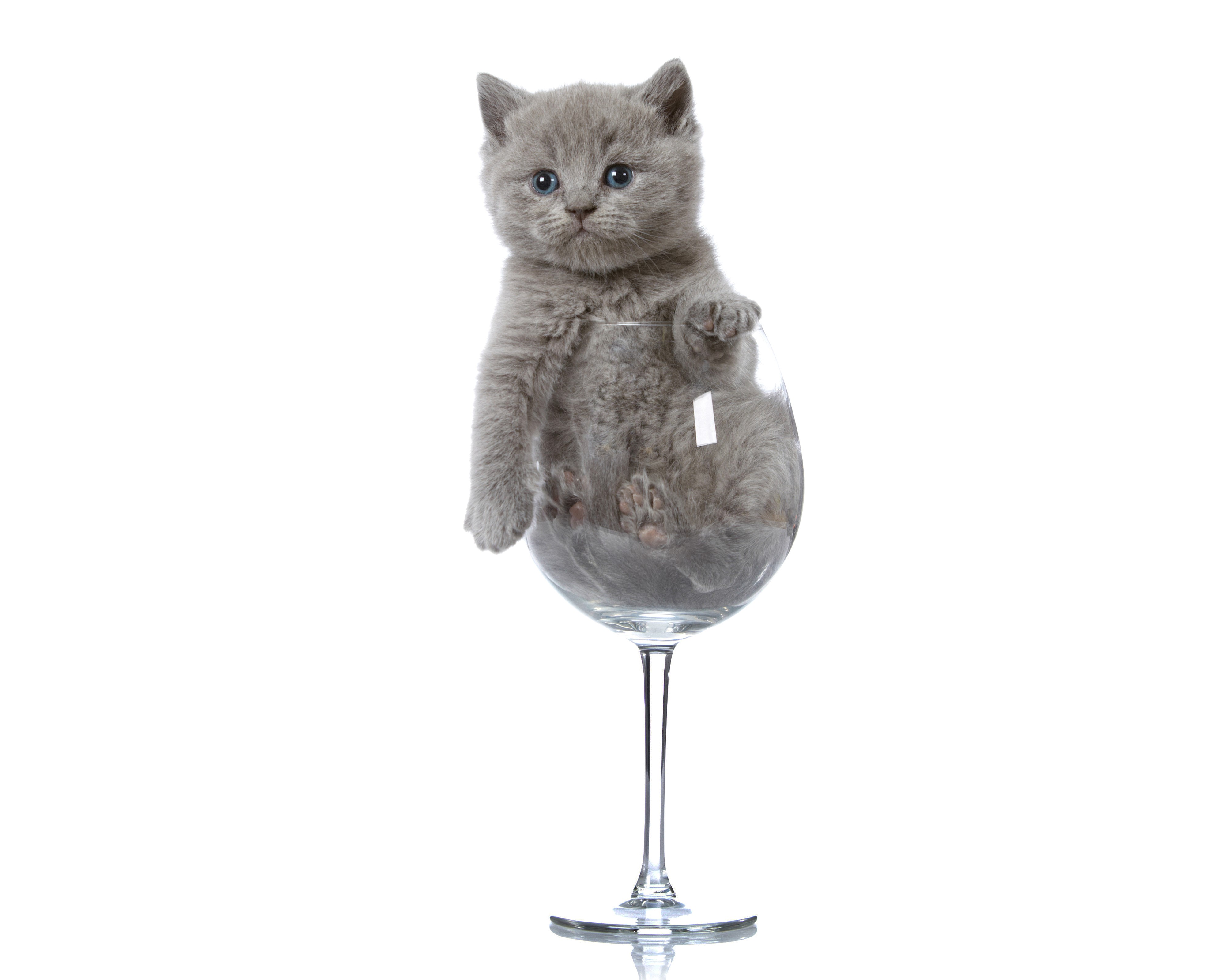 Grey kitten in a wine glass HD Wallpaper