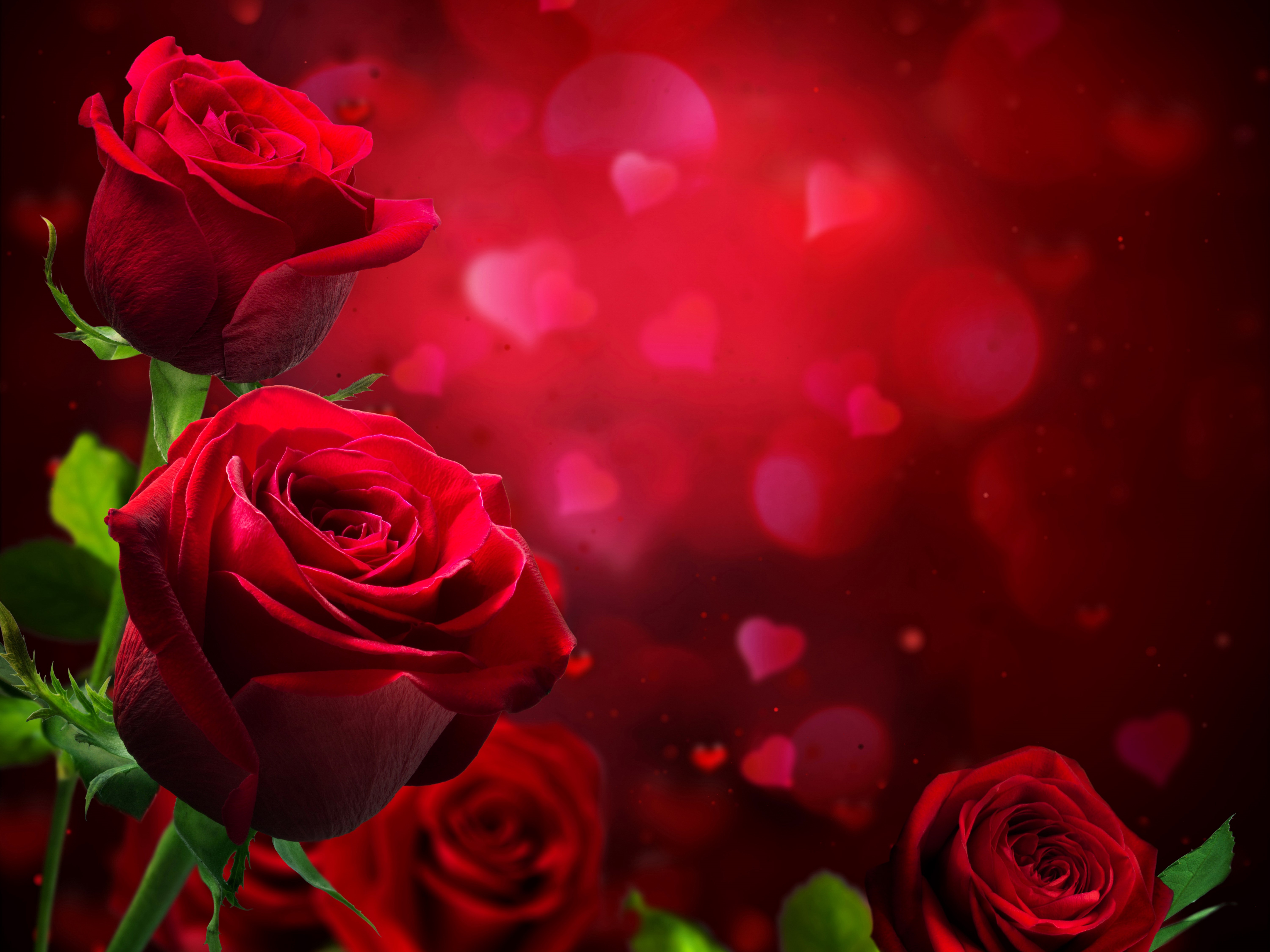 Red Roses with Hearts Bokeh HD Wallpaper