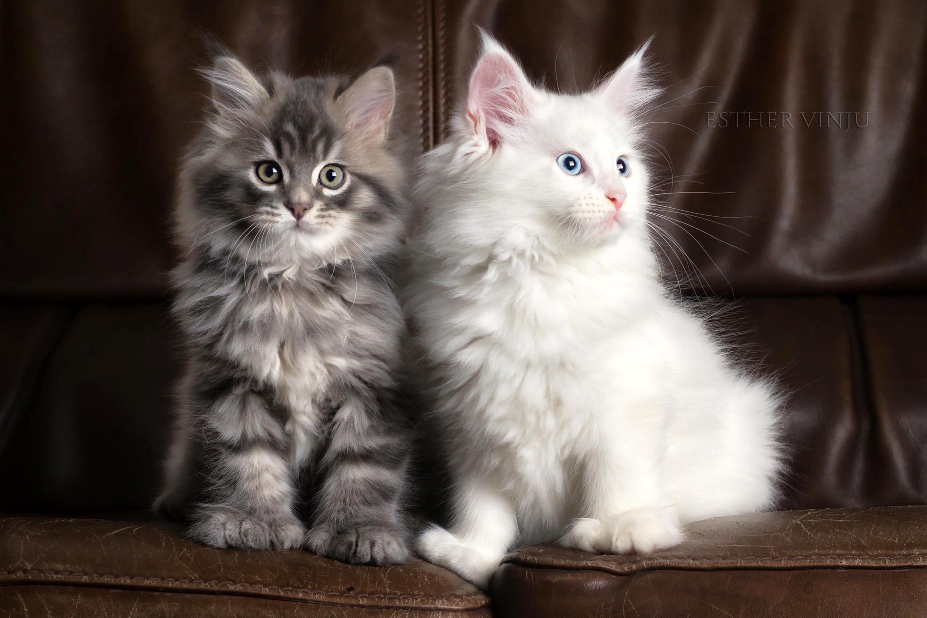 Two fluffy kittens on a leather couch HD Wallpaper
