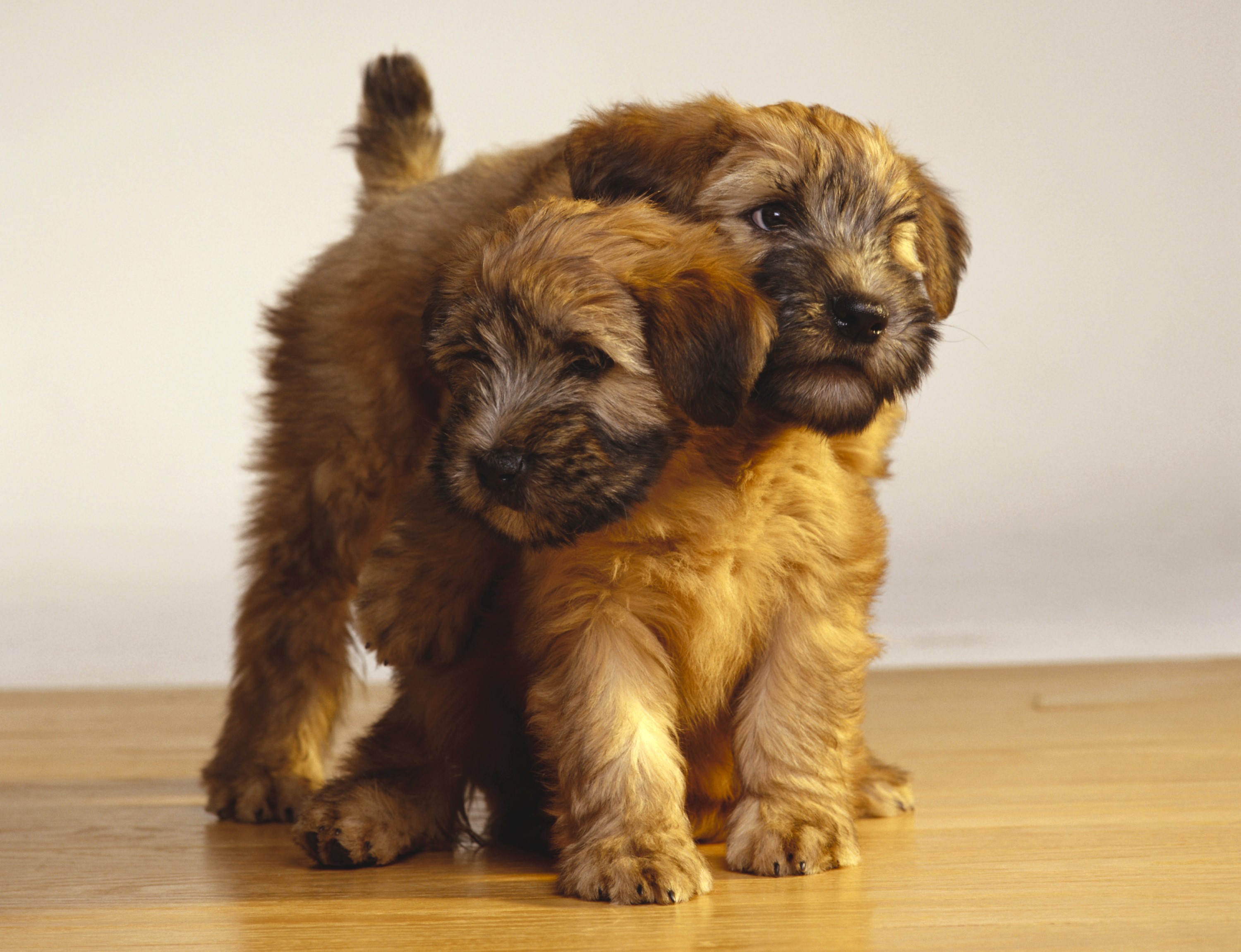 Two fluffy puppies playing on a wooden floor HD Wallpaper