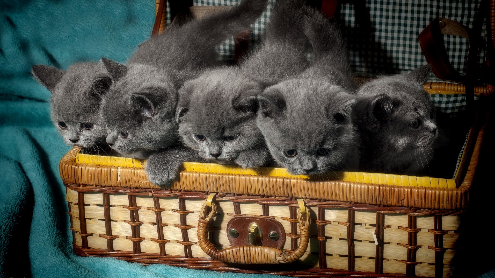 Five grey kittens in a wicker basket HD Wallpaper