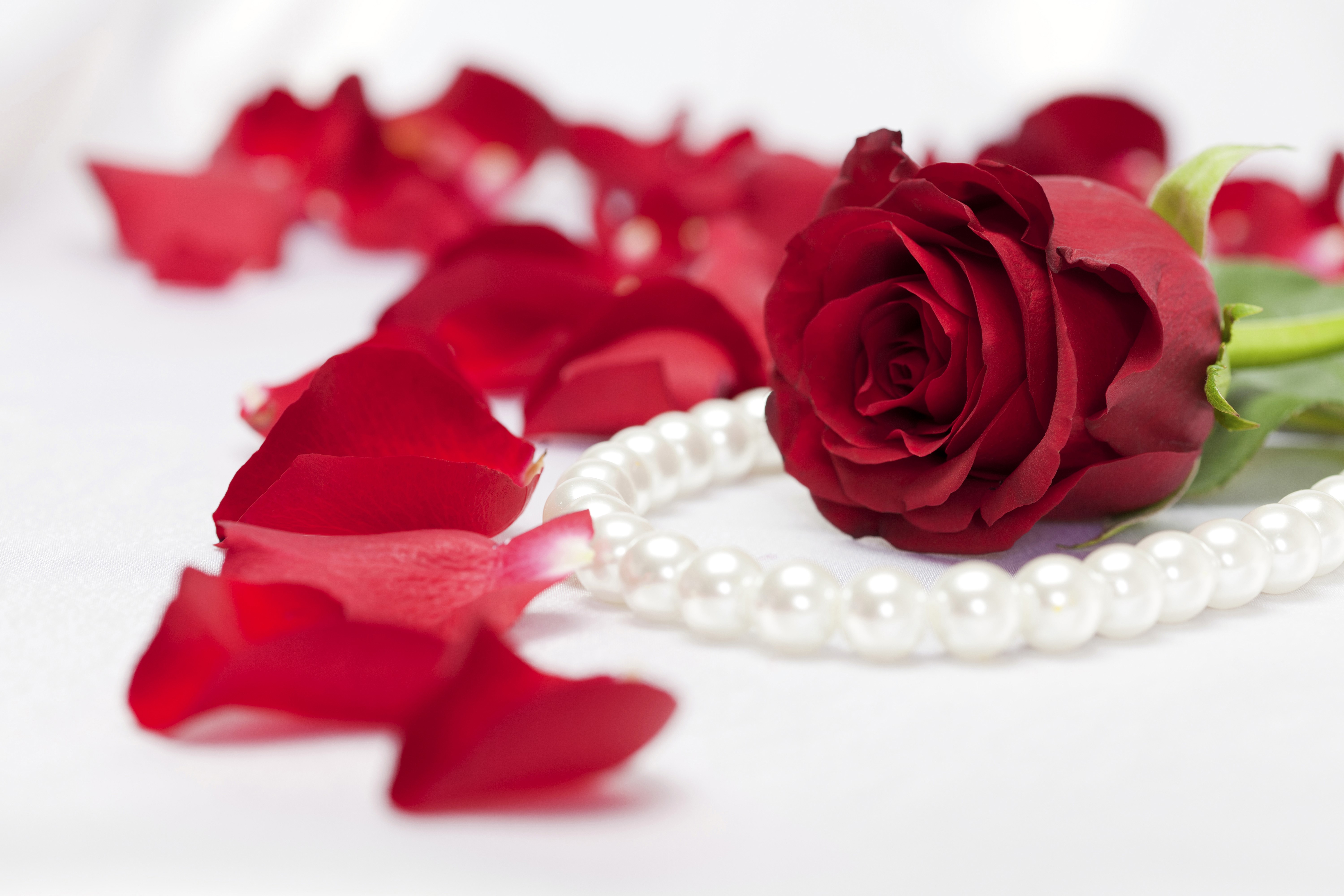 Red rose with petals and pearls HD Wallpaper