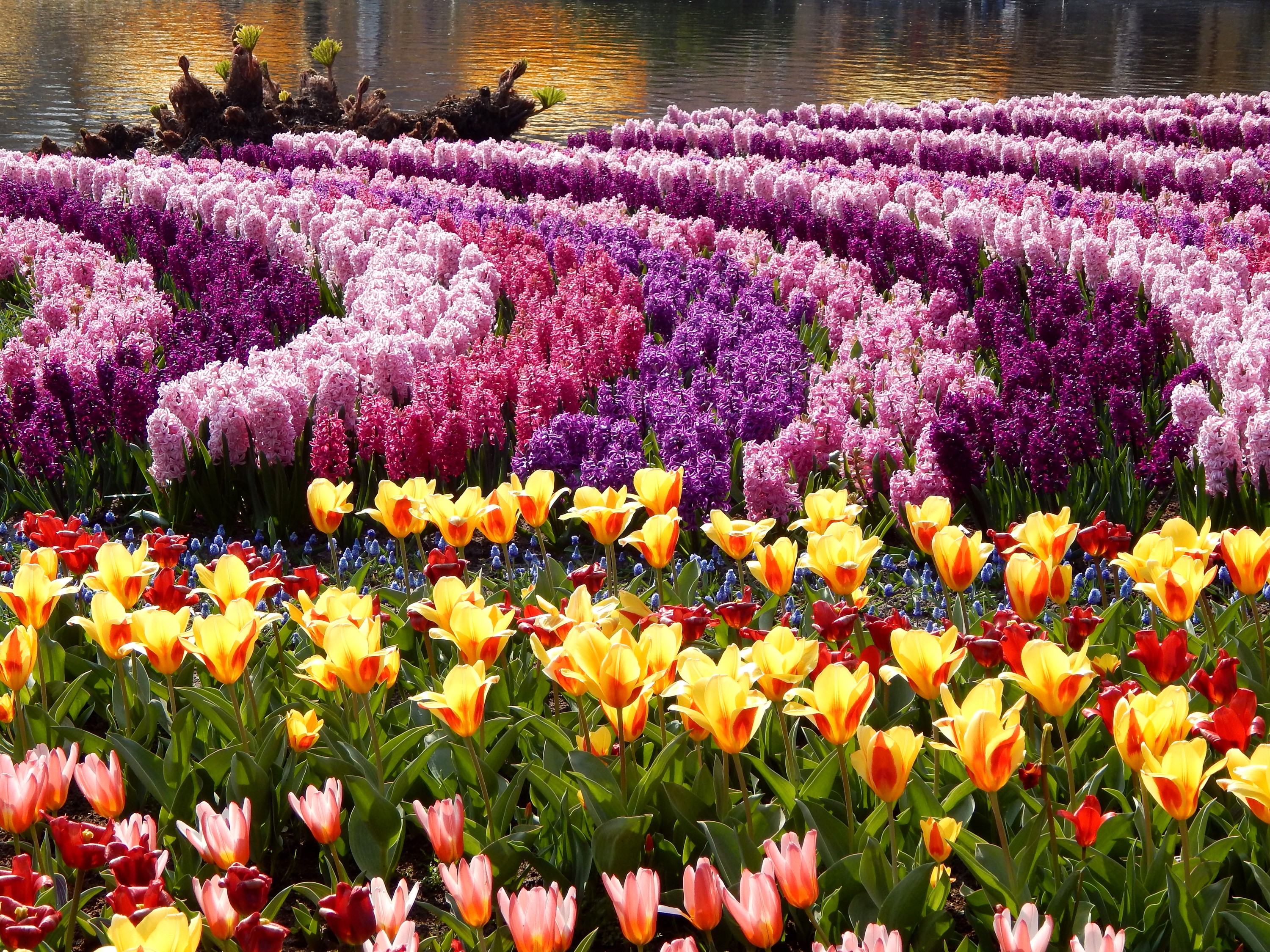 Field of colorful tulips and hyacinths by a body of water HD Wallpaper