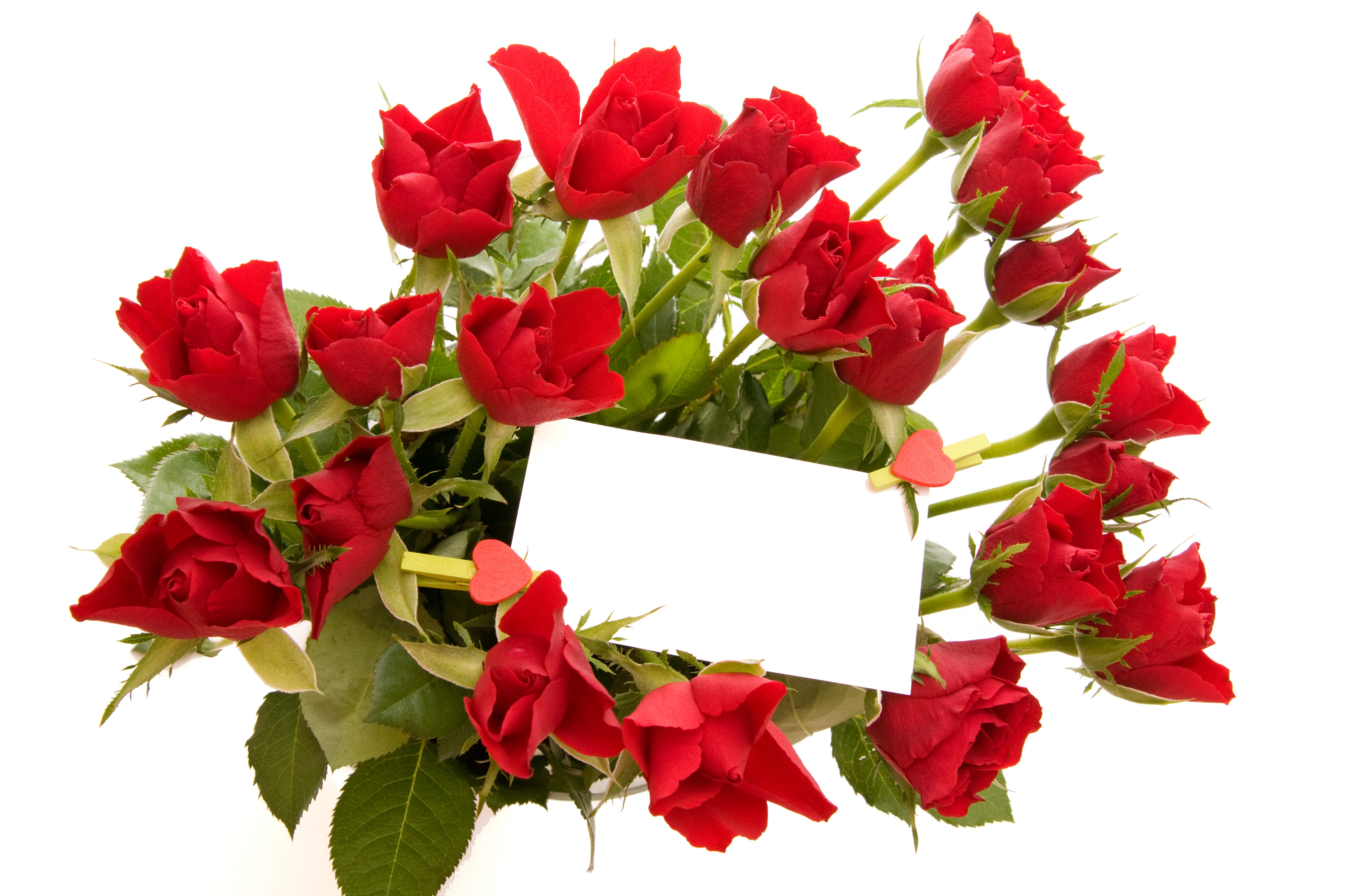 Red Roses Bouquet with Blank Card HD Wallpaper