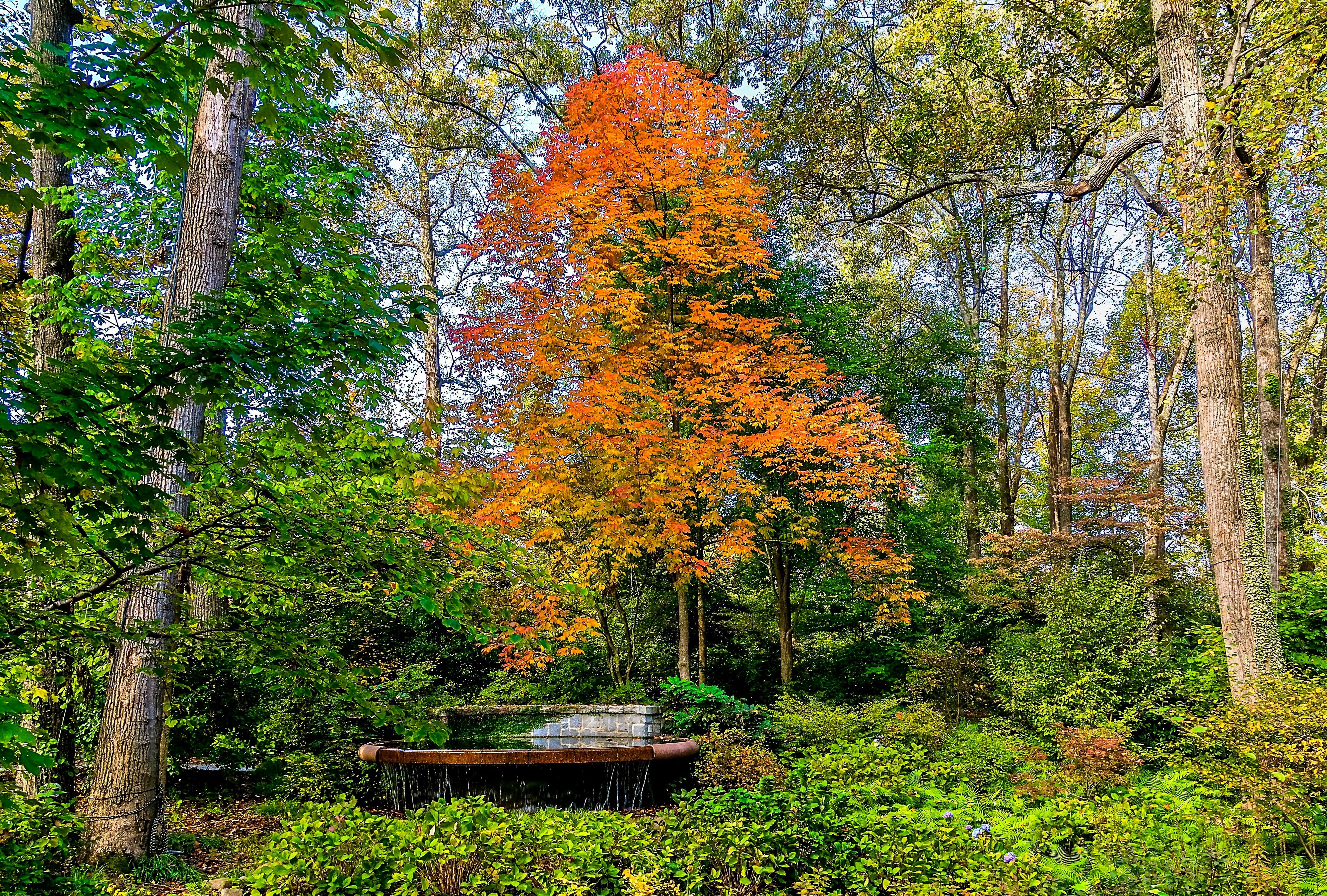 Autumn tree in a park in Atlanta, USA HD Wallpaper