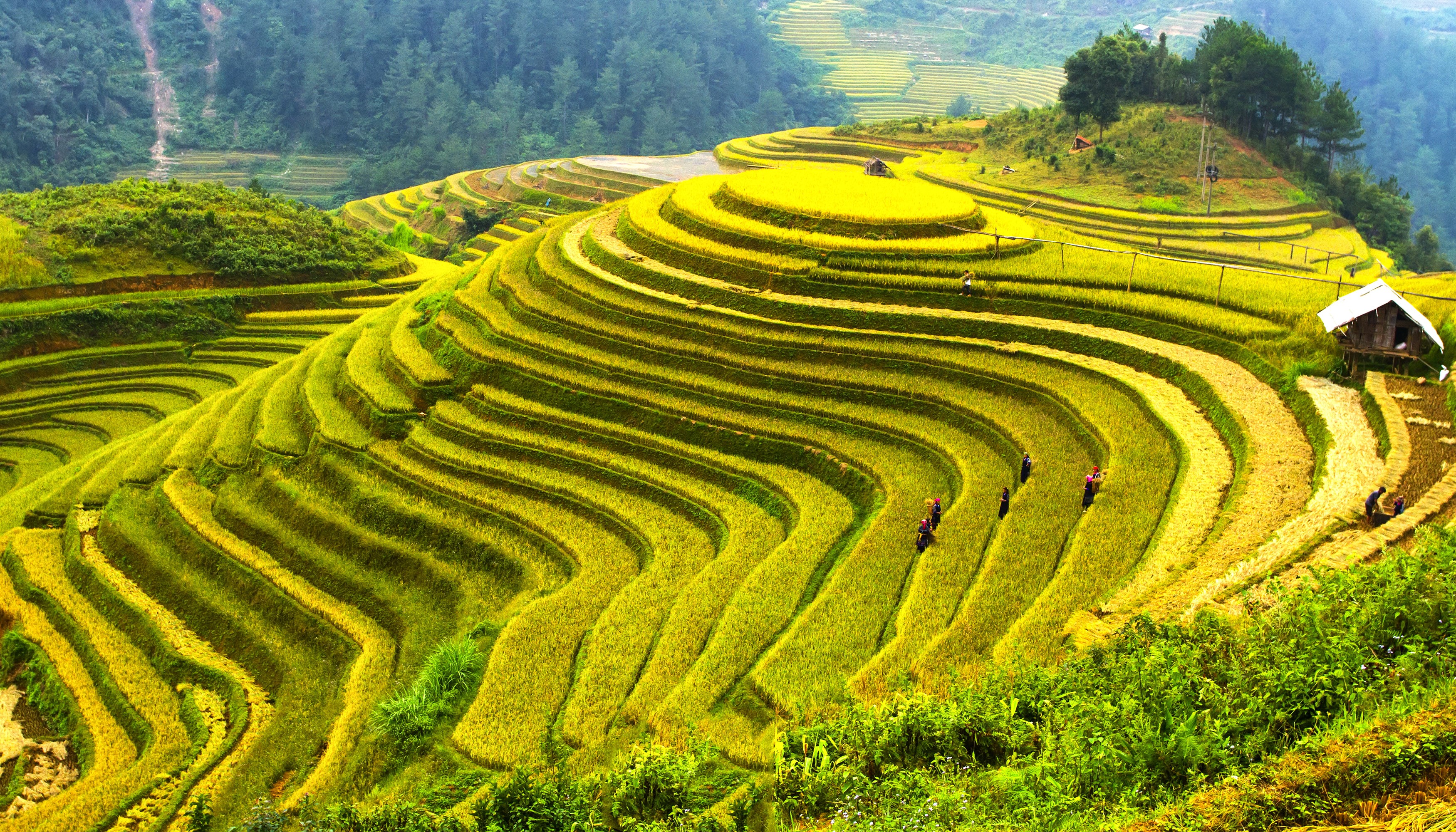 Terraced rice fields in a mountainous landscape HD Wallpaper