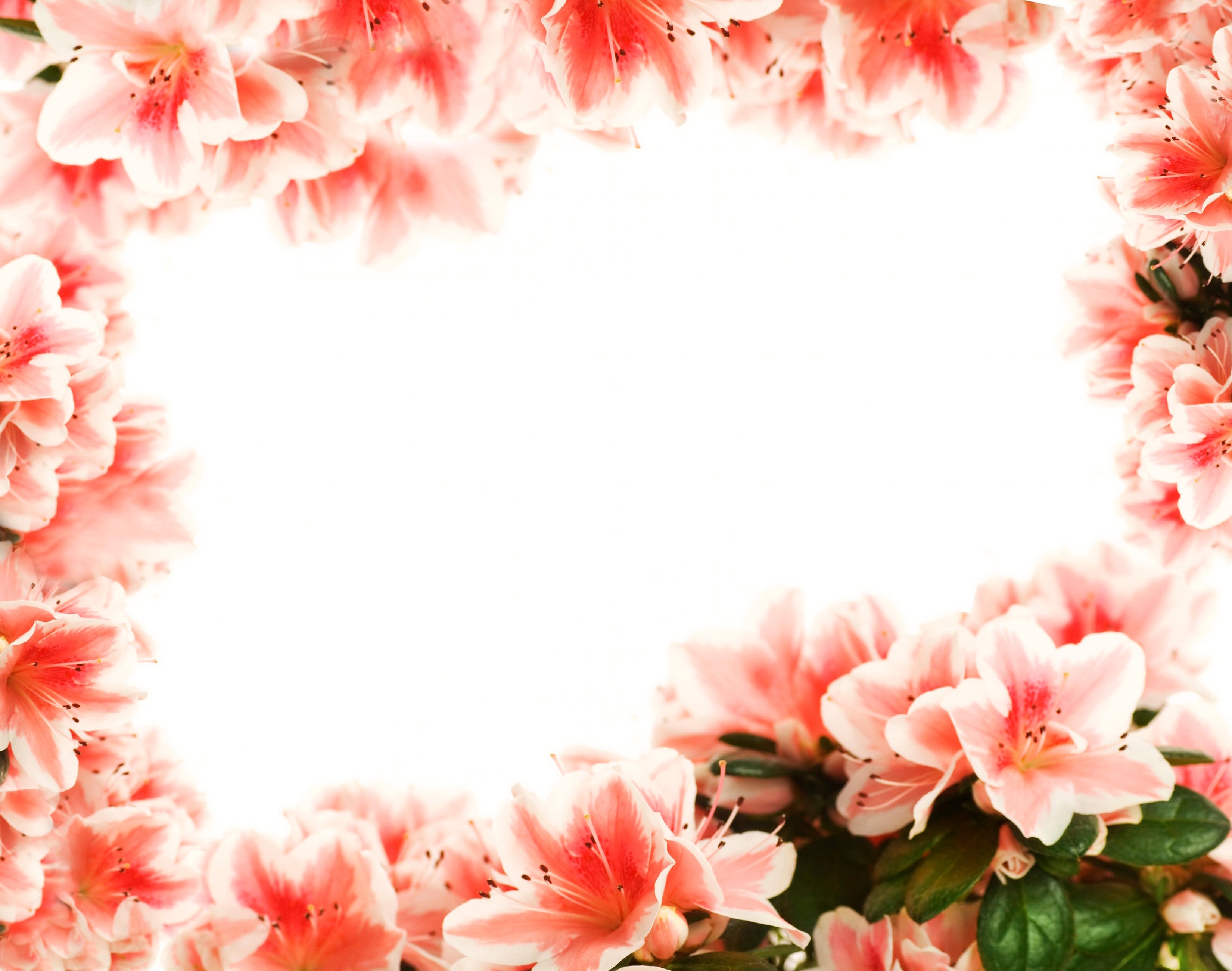 Pink and white Rhododendron flowers frame HD Wallpaper