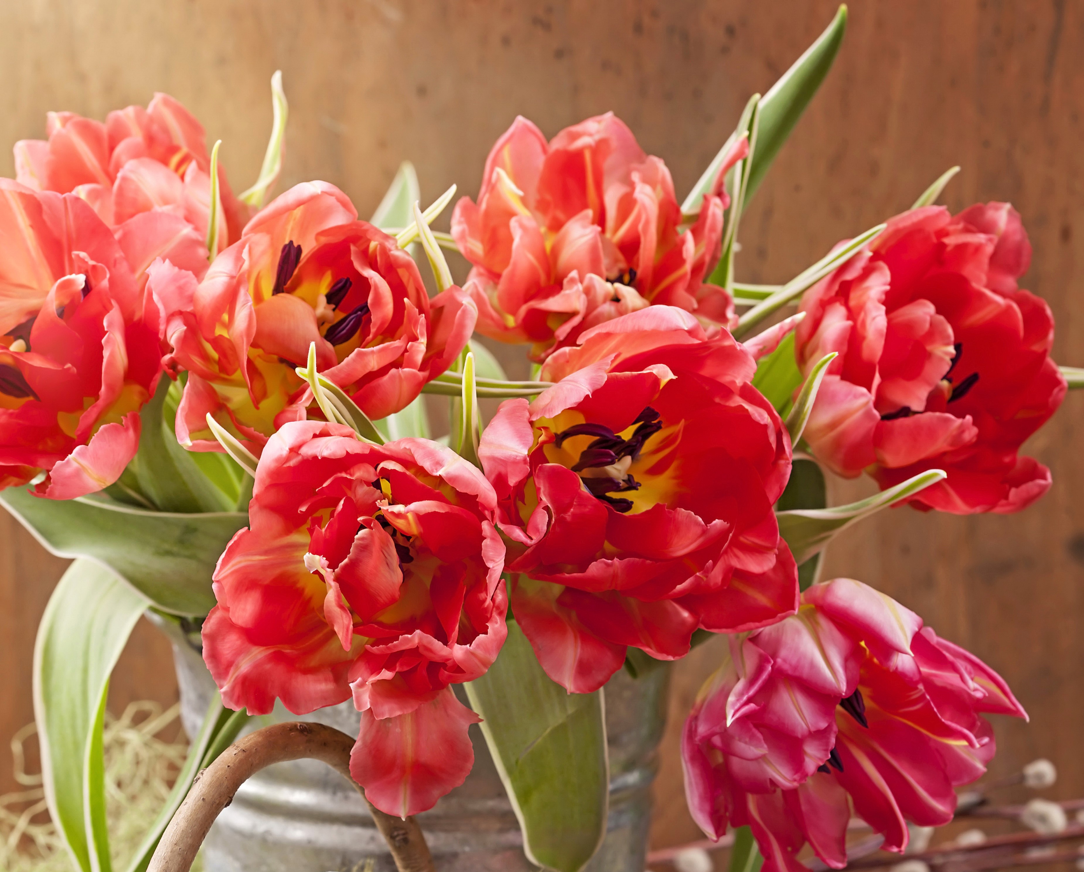 Red and pink double tulips in a bucket HD Wallpaper