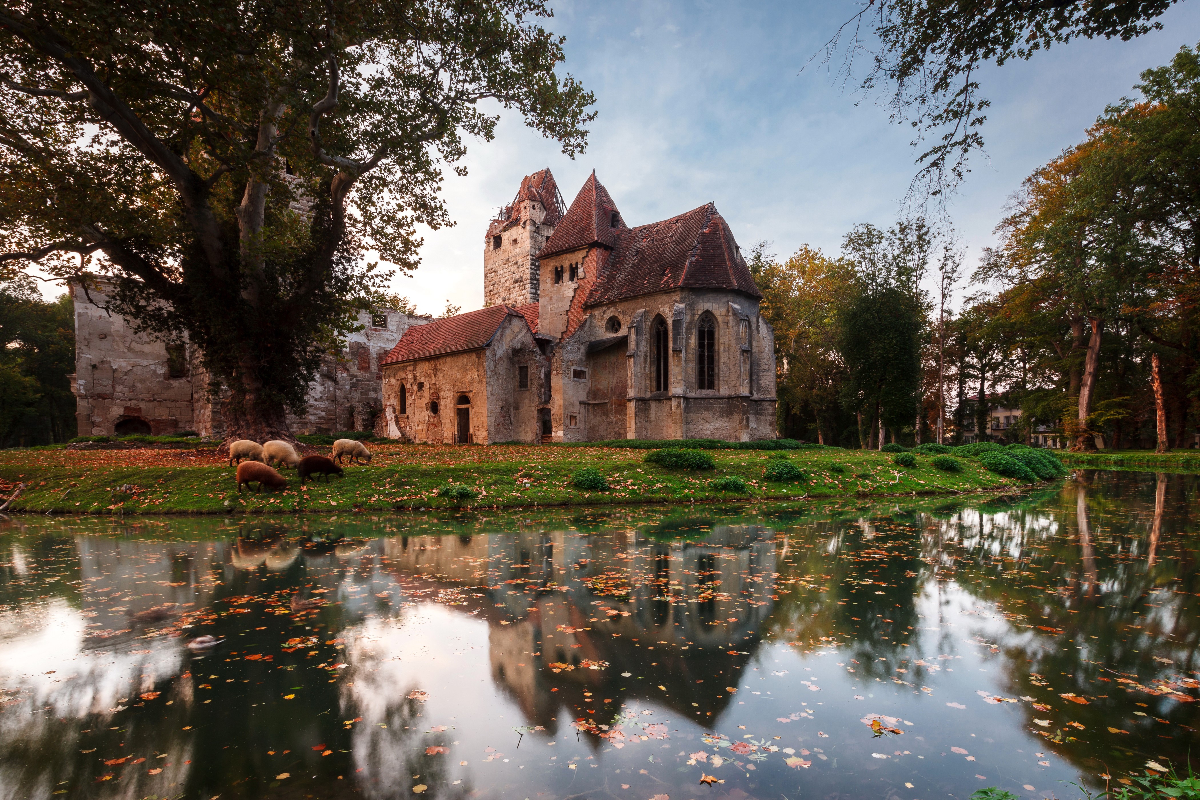 Castle ruins with sheep by a pond in Pottendorf, Austria HD Wallpaper