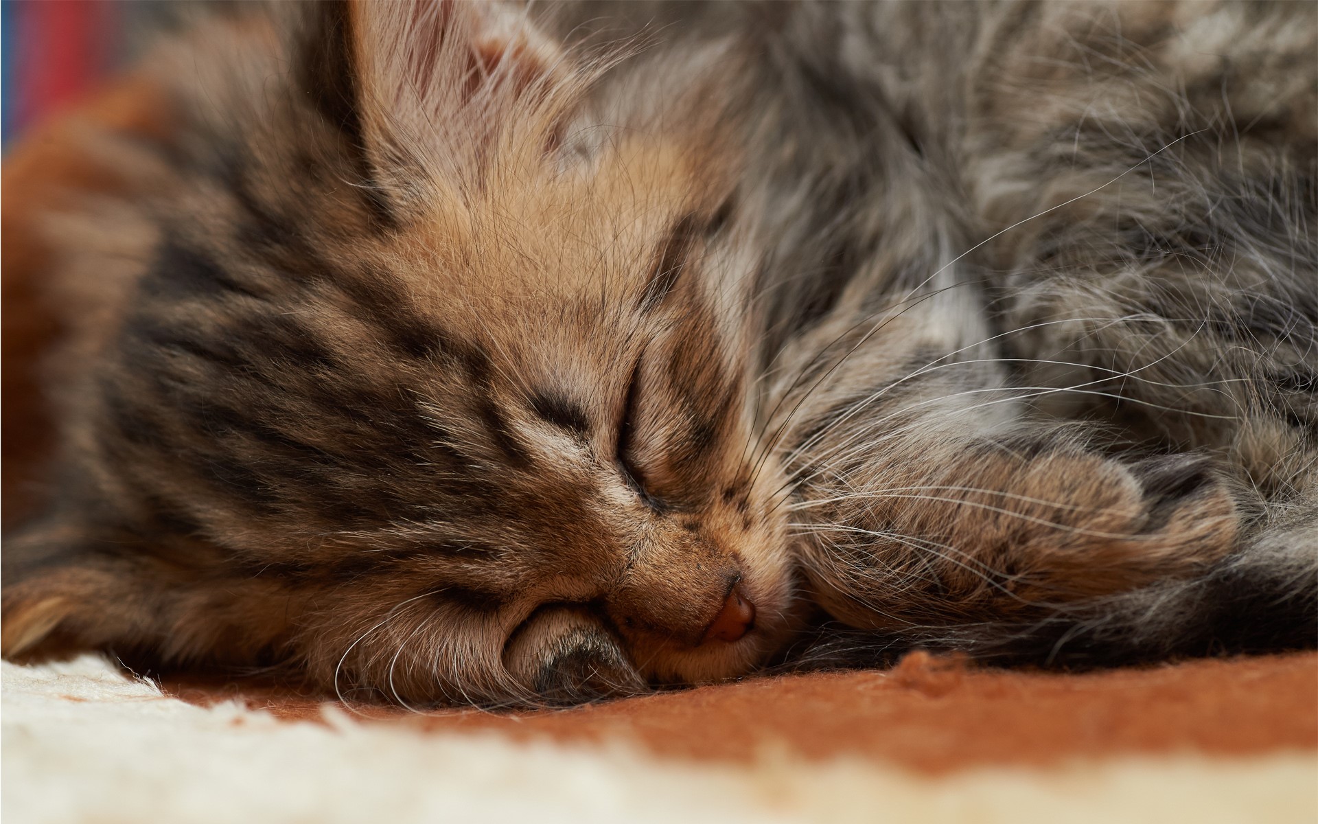 Close-up of a sleeping fluffy kitten HD Wallpaper