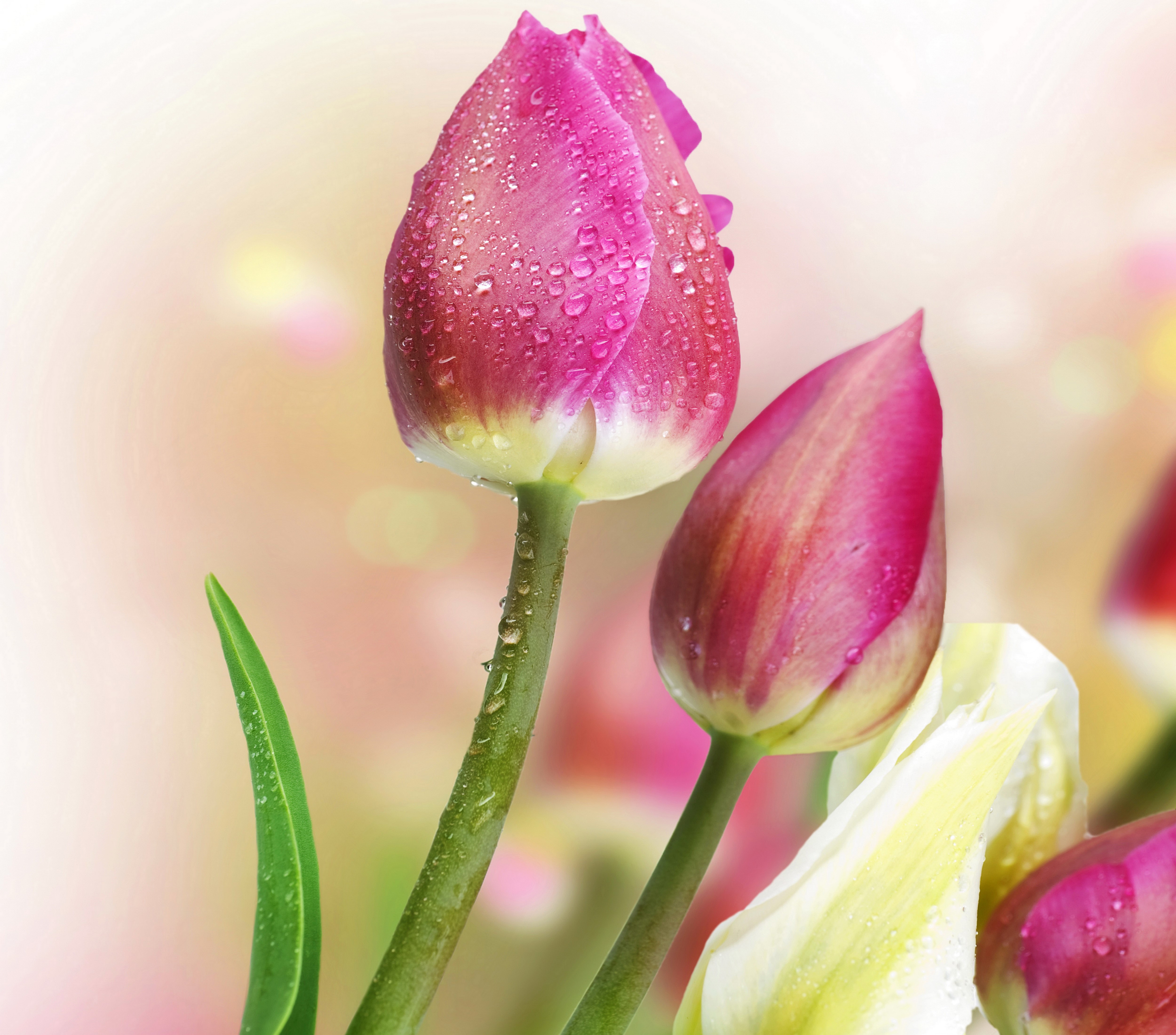 Close-up of pink tulips with water droplets HD Wallpaper