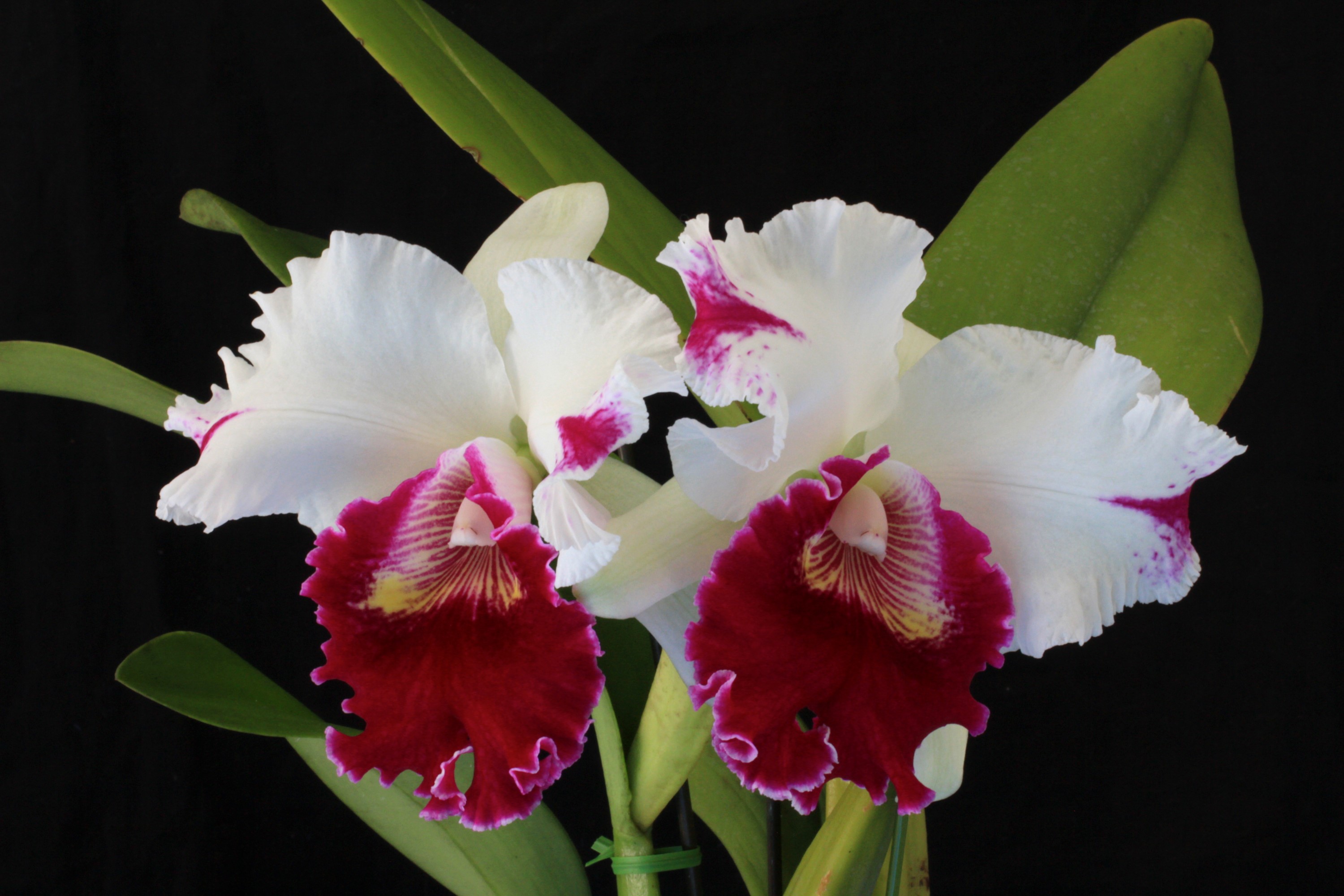 Two white and red orchids on a black background HD Wallpaper