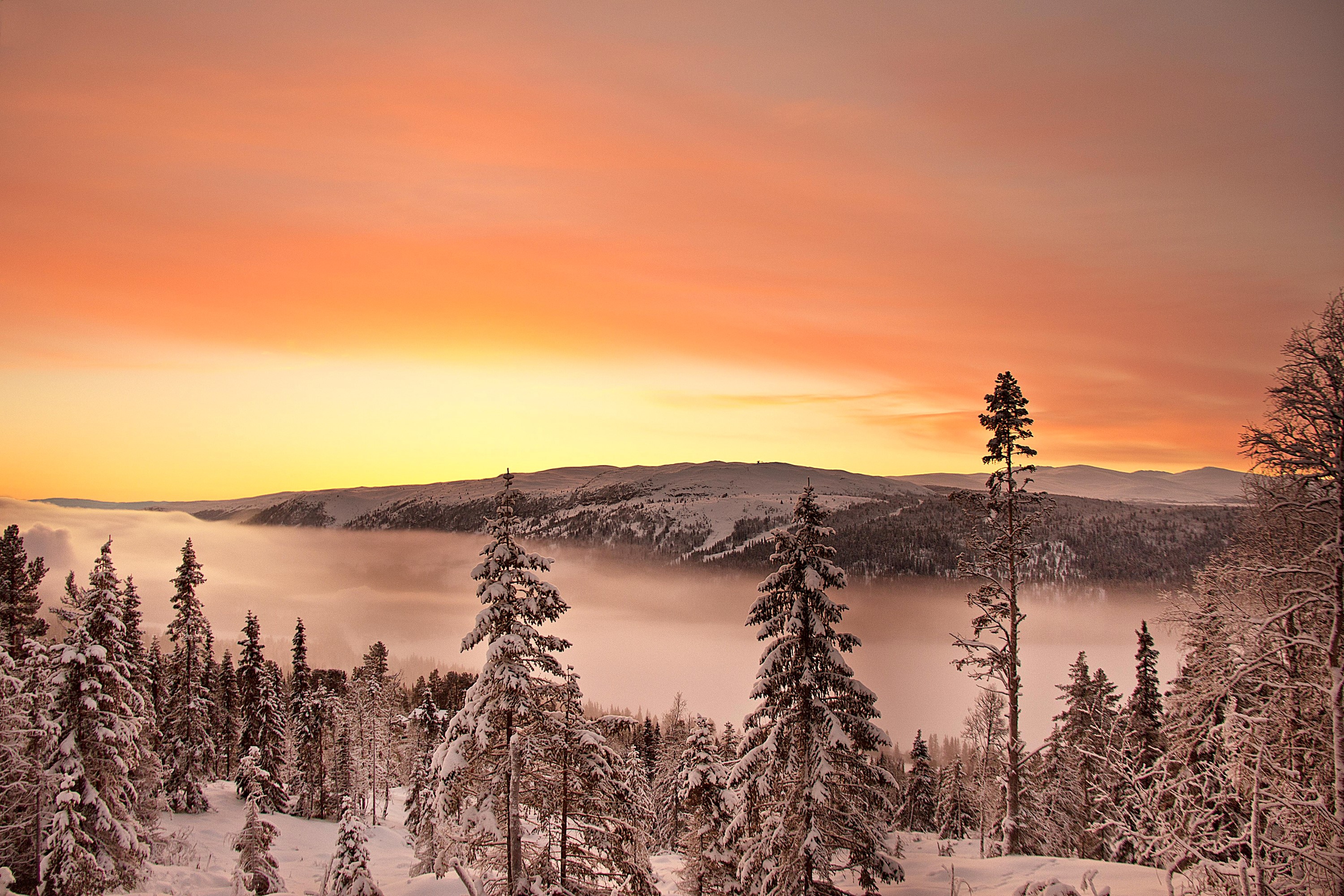 Winter forest with misty valley at sunset HD Wallpaper