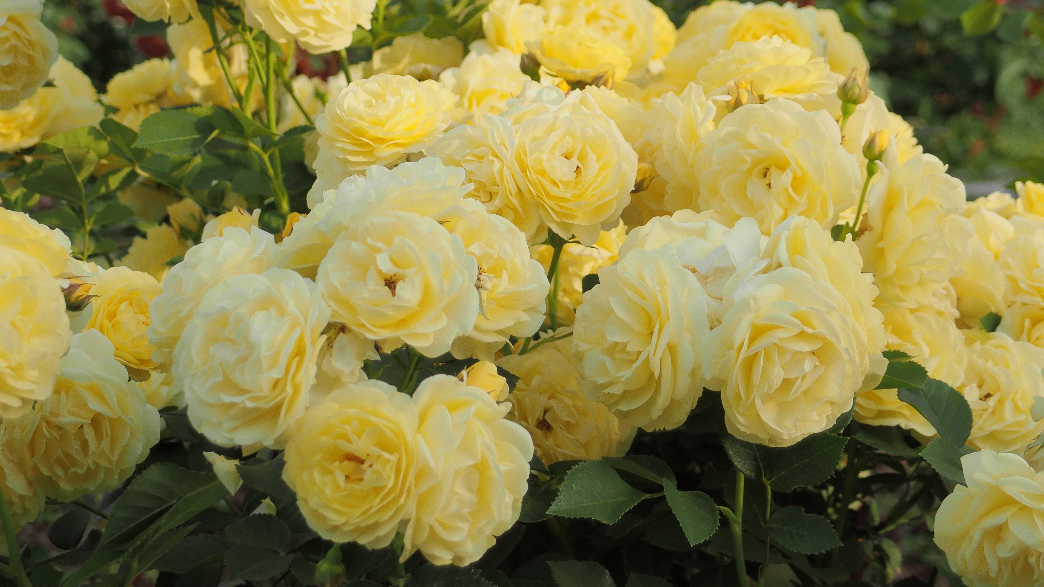 A bush of yellow roses in bloom HD Wallpaper