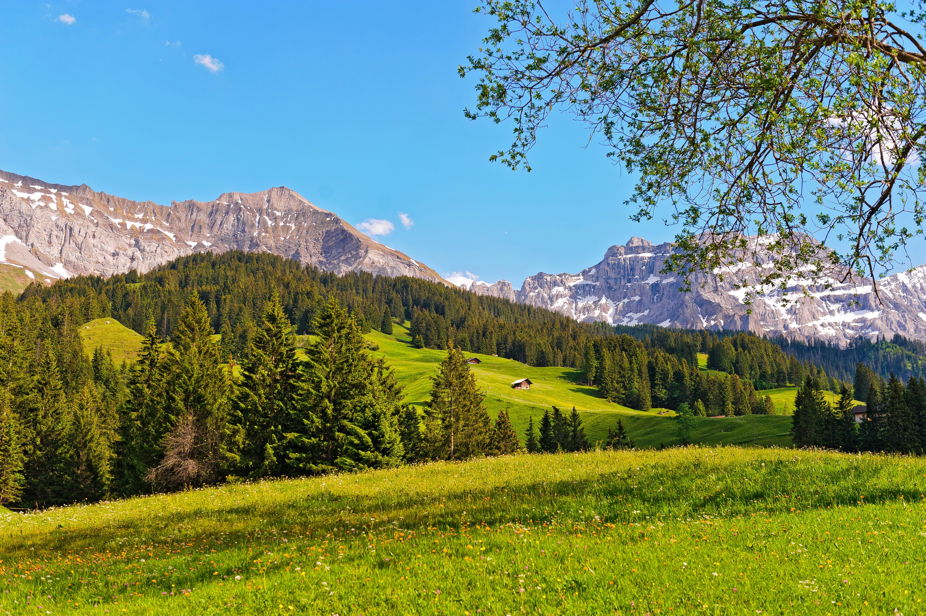 Green mountain valley with snow-capped peaks and trees HD Wallpaper