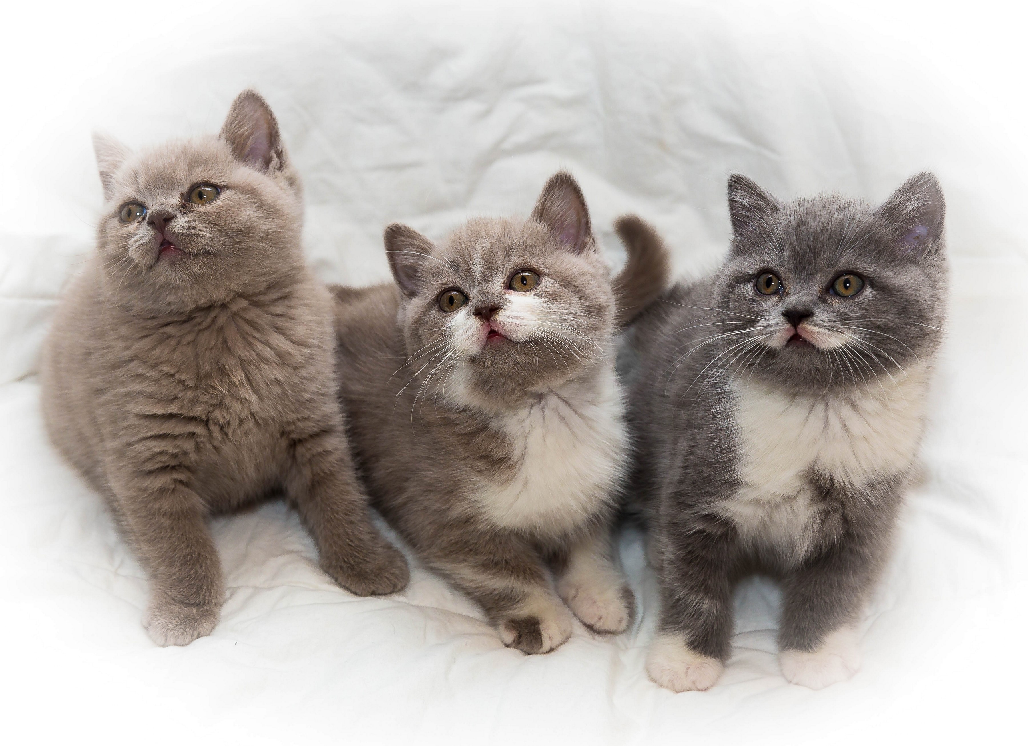 Three British Shorthair Kittens on a White Blanket HD Wallpaper