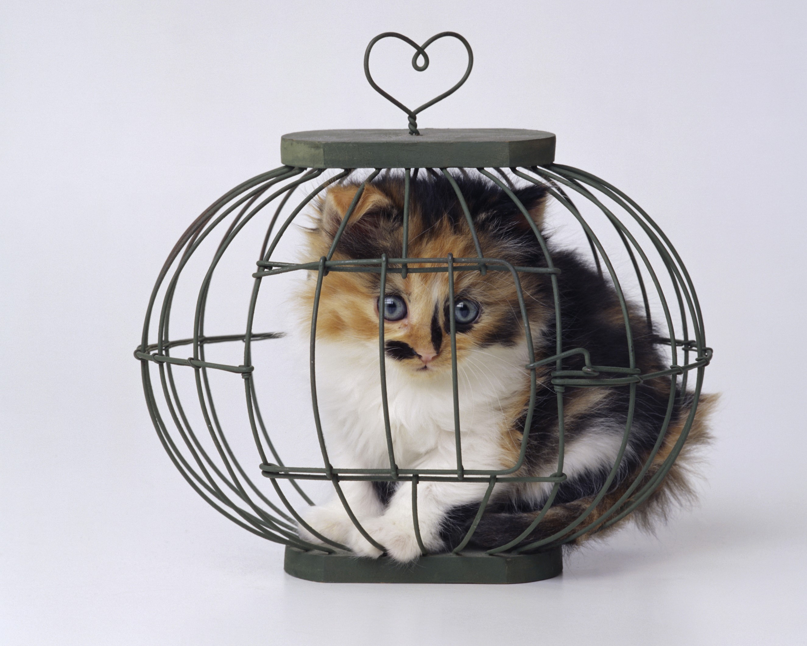Calico kitten in a decorative birdcage HD Wallpaper