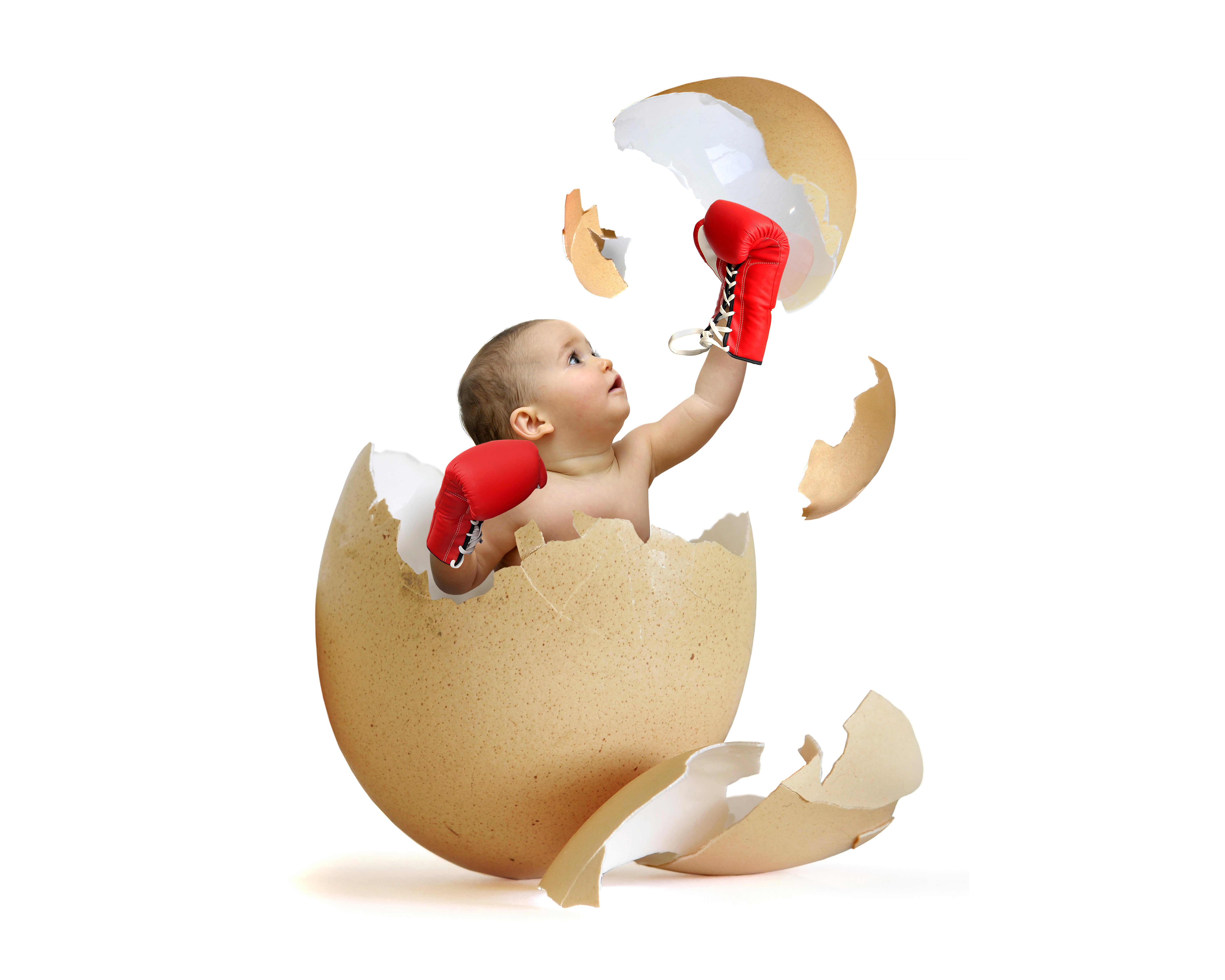 Baby in a cracked egg with boxing gloves HD Wallpaper