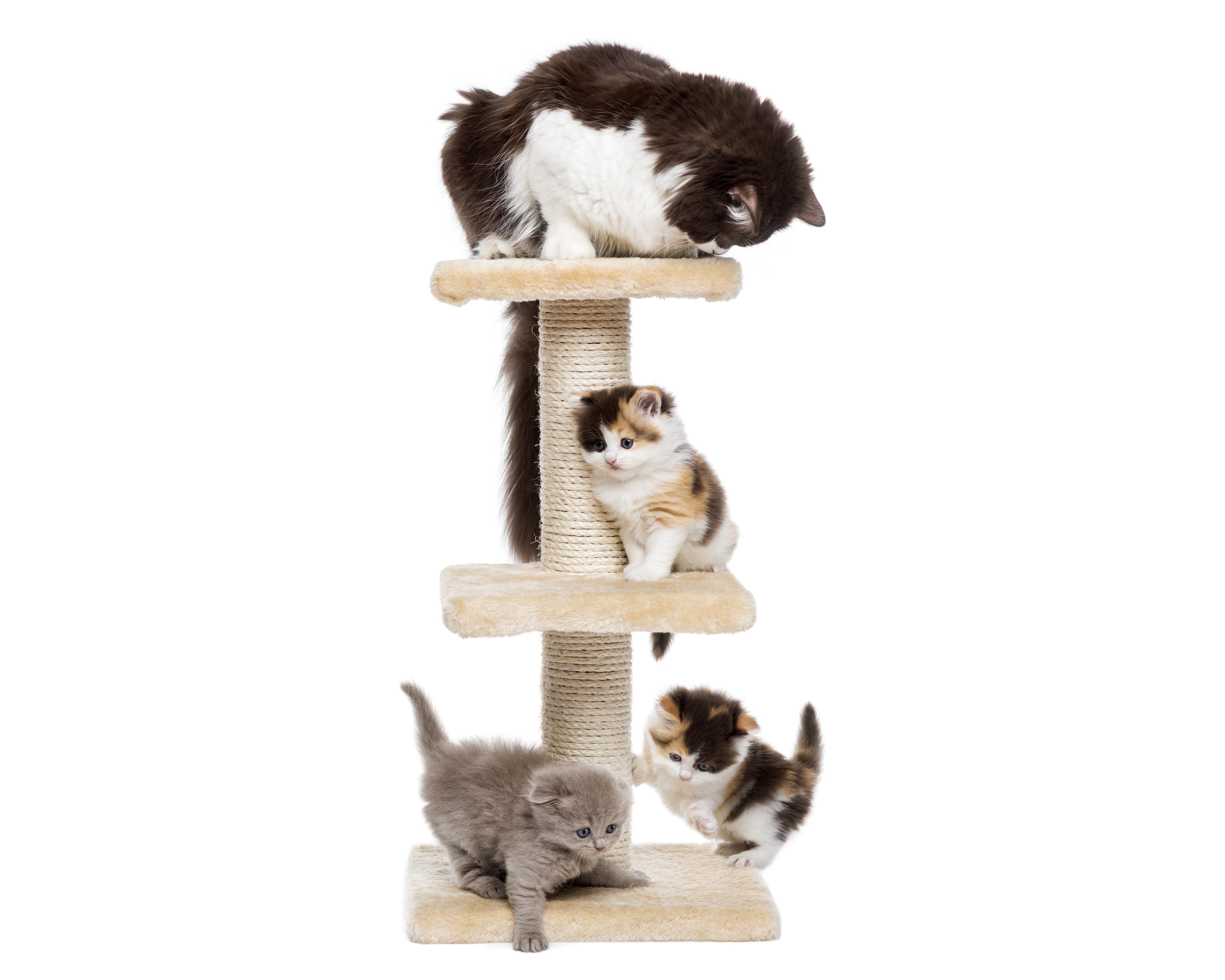 Four cats on a cat tree HD Wallpaper