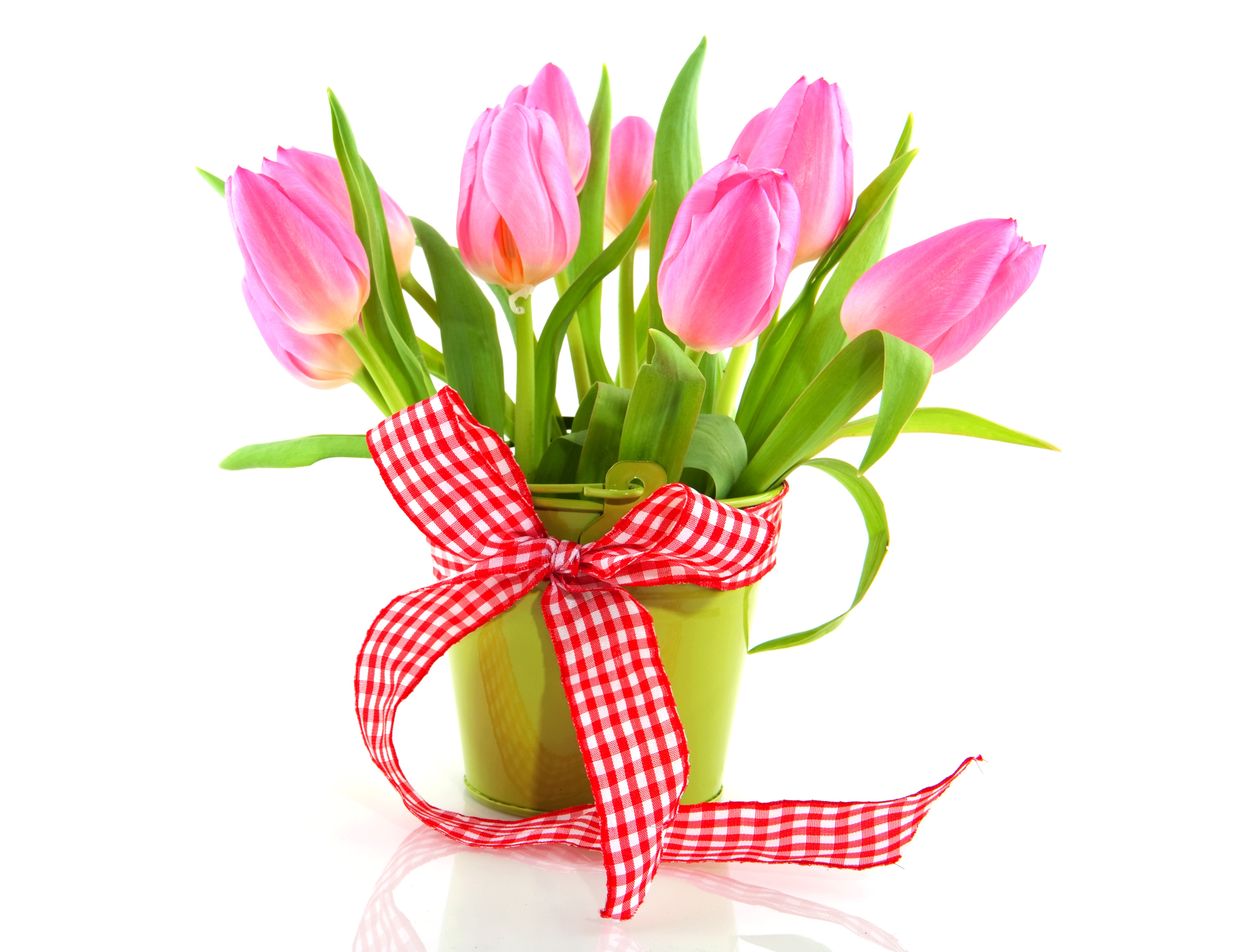 Pink Tulips in a Green Bucket with Red Bow HD Wallpaper