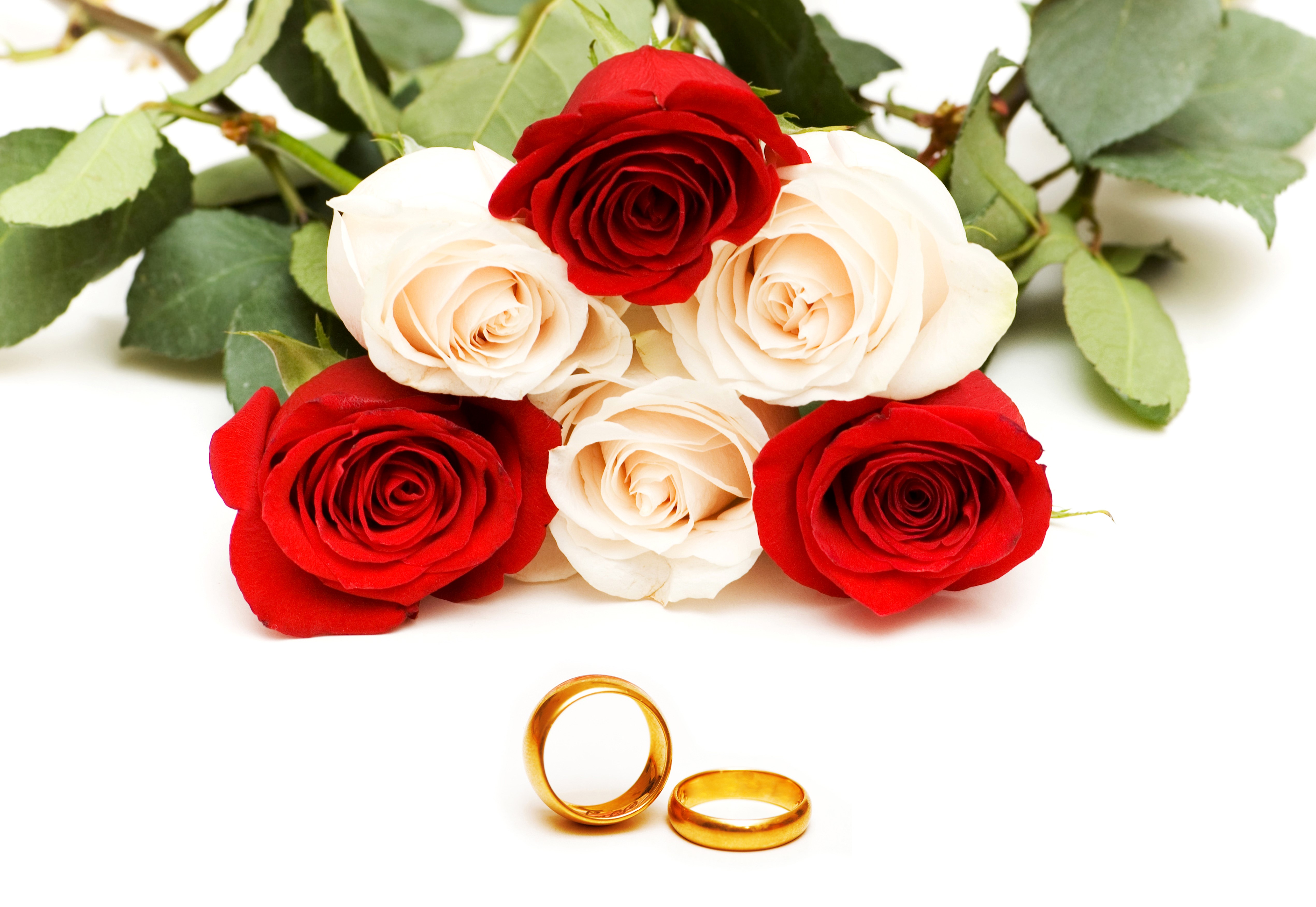 Red and White Roses with Wedding Rings HD Wallpaper
