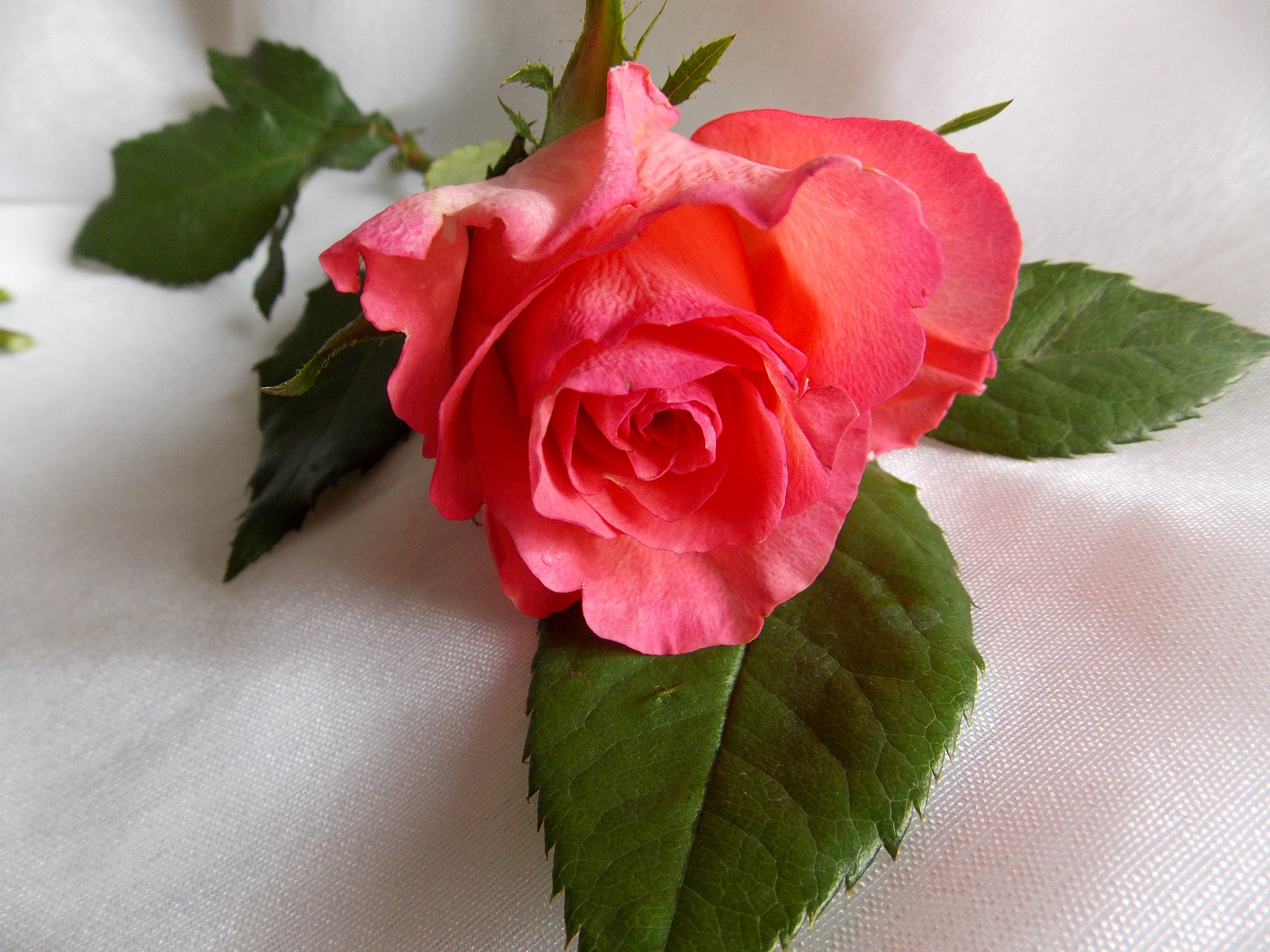 Pink rose with green leaves on white fabric HD Wallpaper