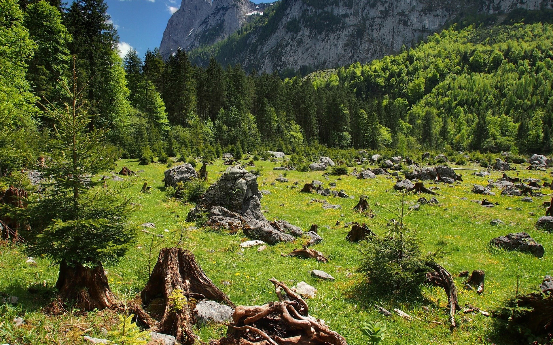 Mountain landscape with forest and meadow HD Wallpaper