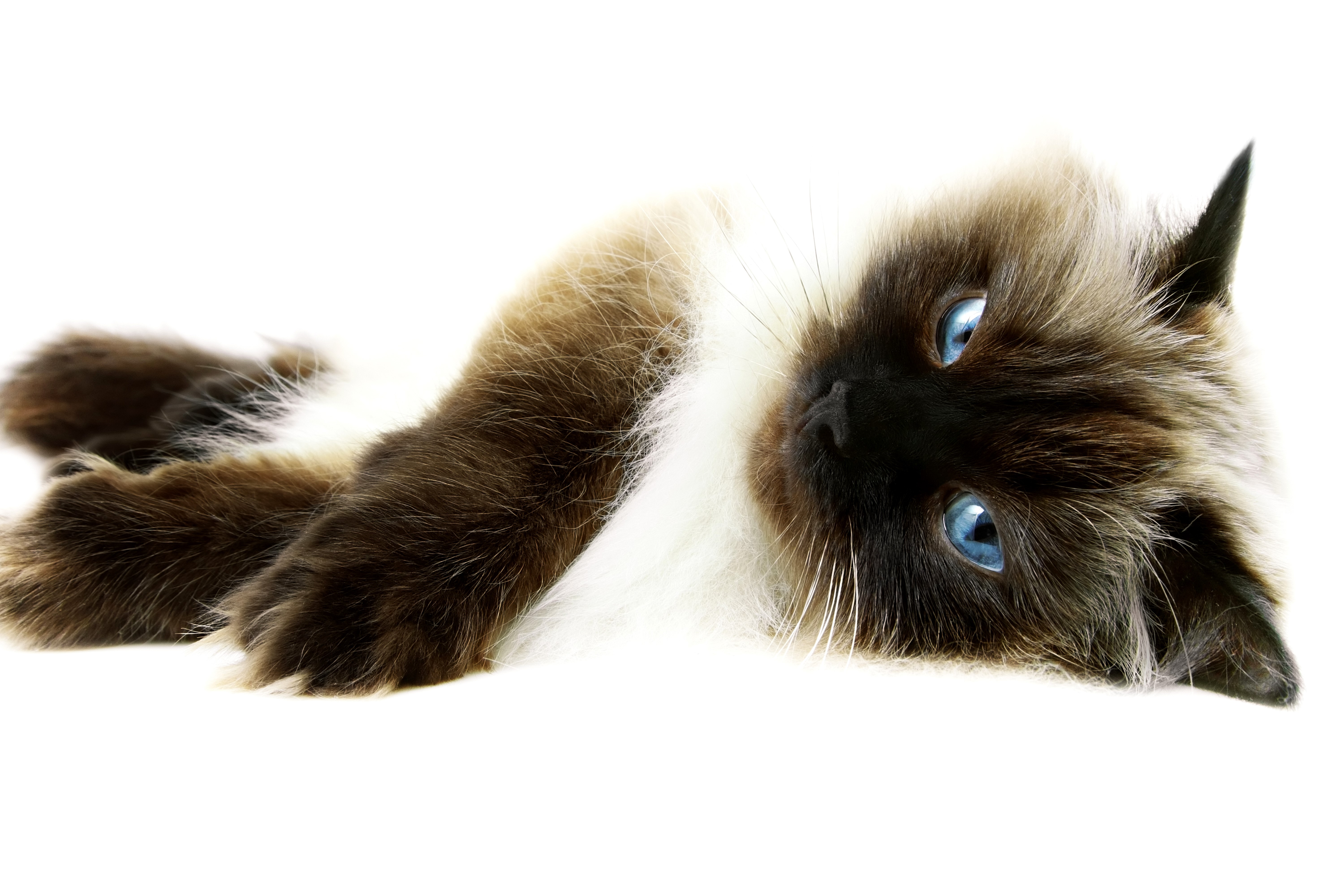 Siamese cat with blue eyes lying down HD Wallpaper