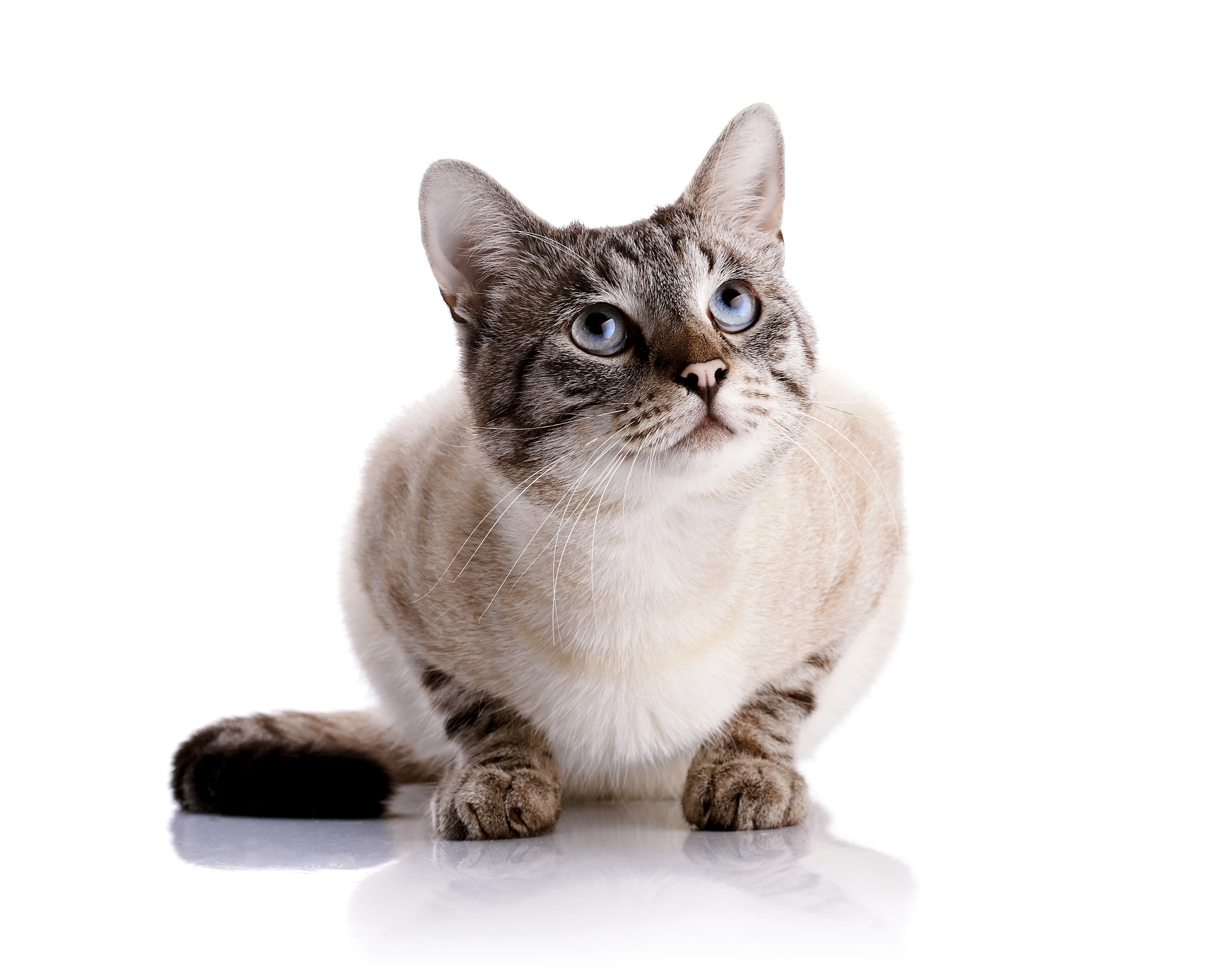 Siamese Cat with Blue Eyes Looking Up HD Wallpaper