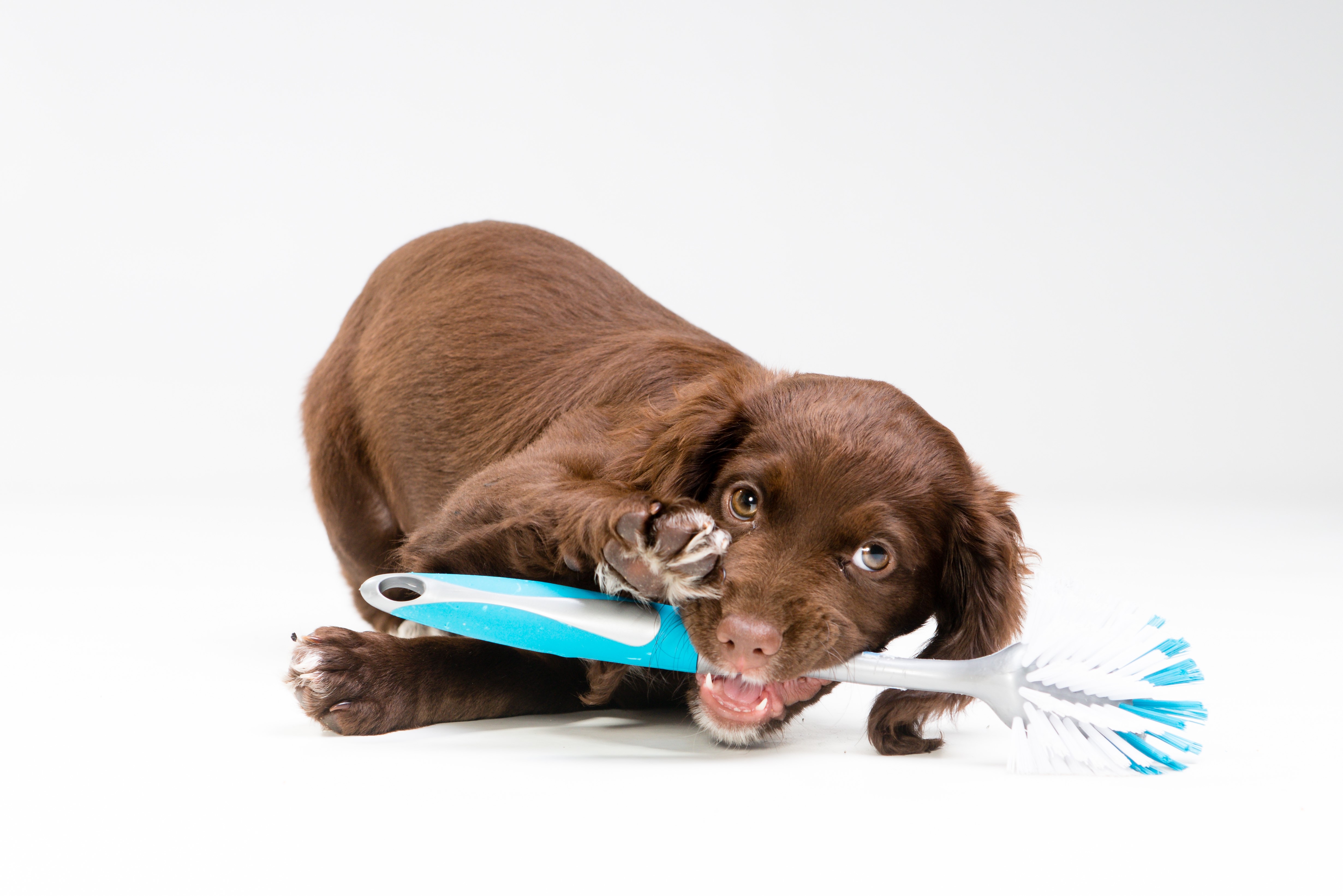 Brown puppy chewing on a toilet brush HD Wallpaper