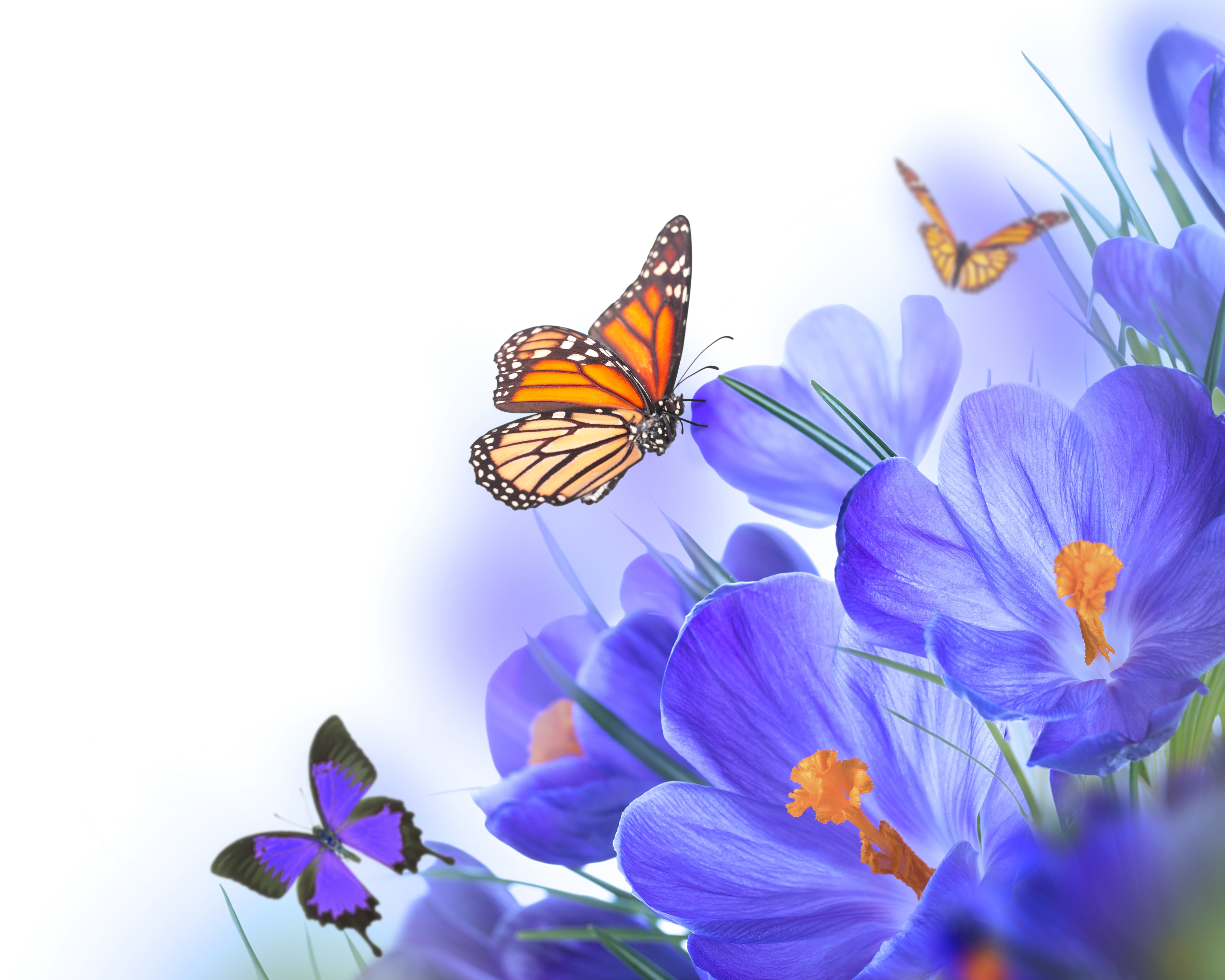 Butterflies and Crocuses HD Wallpaper