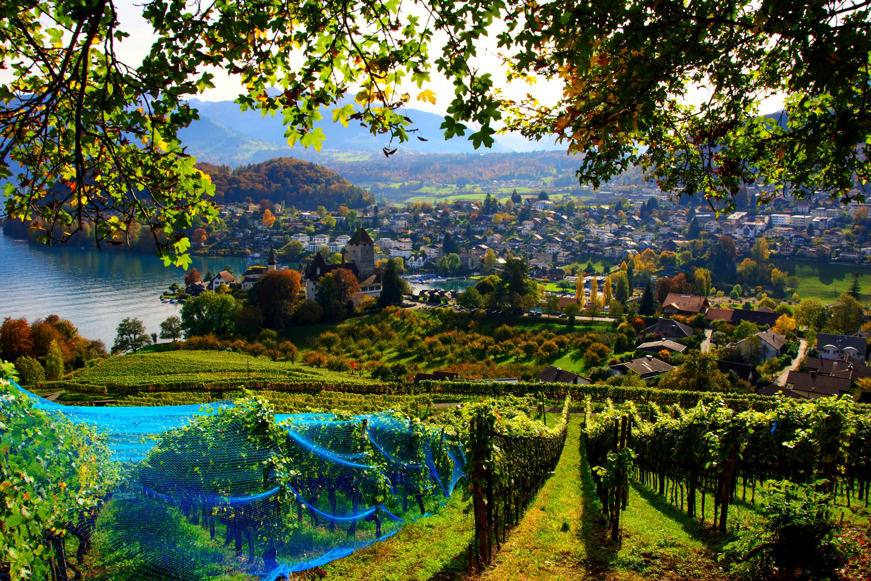 Vineyards overlooking Spiez, Switzerland with lake and mountains HD Wallpaper
