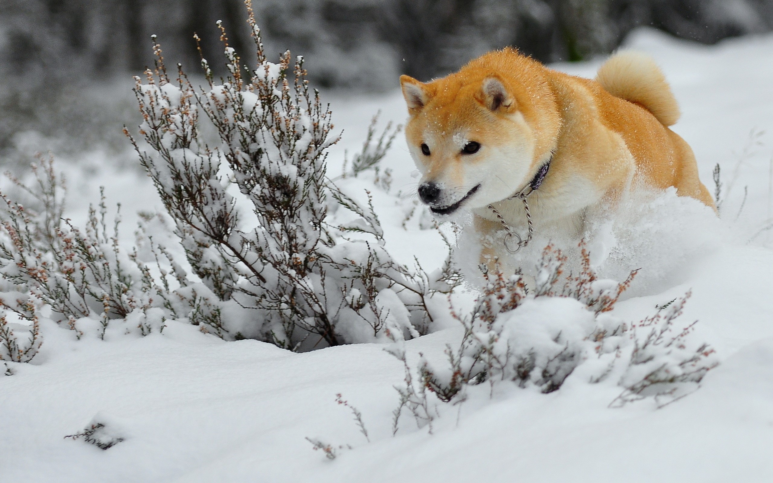 Shiba Inu dog running through snow HD Wallpaper