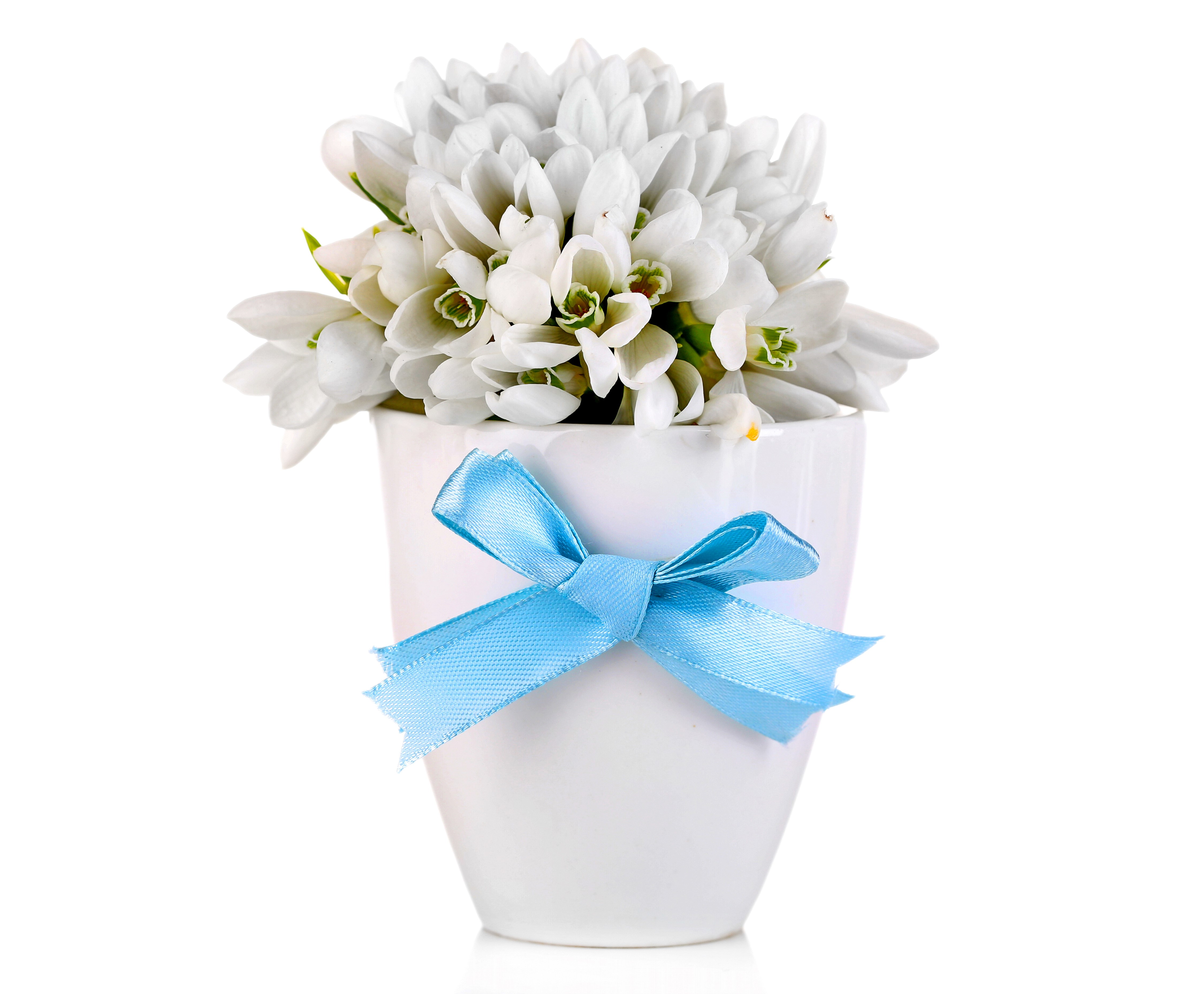 4K Snowdrops in a Vase with Blue Bow HD Wallpaper