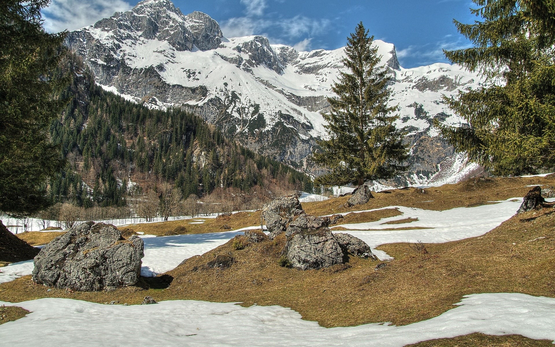 Snowy mountains and pine trees in a meadow HD Wallpaper