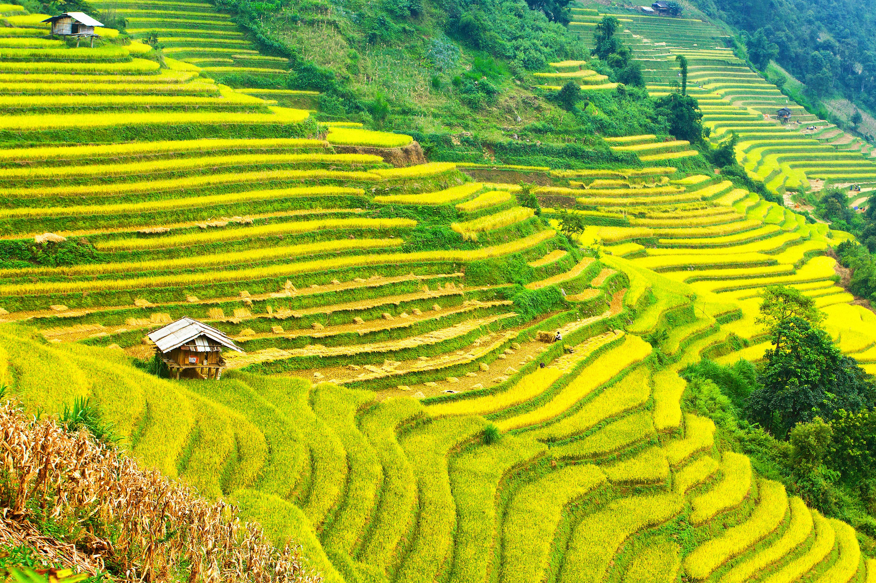 Terraced Rice Fields on a Hillside HD Wallpaper