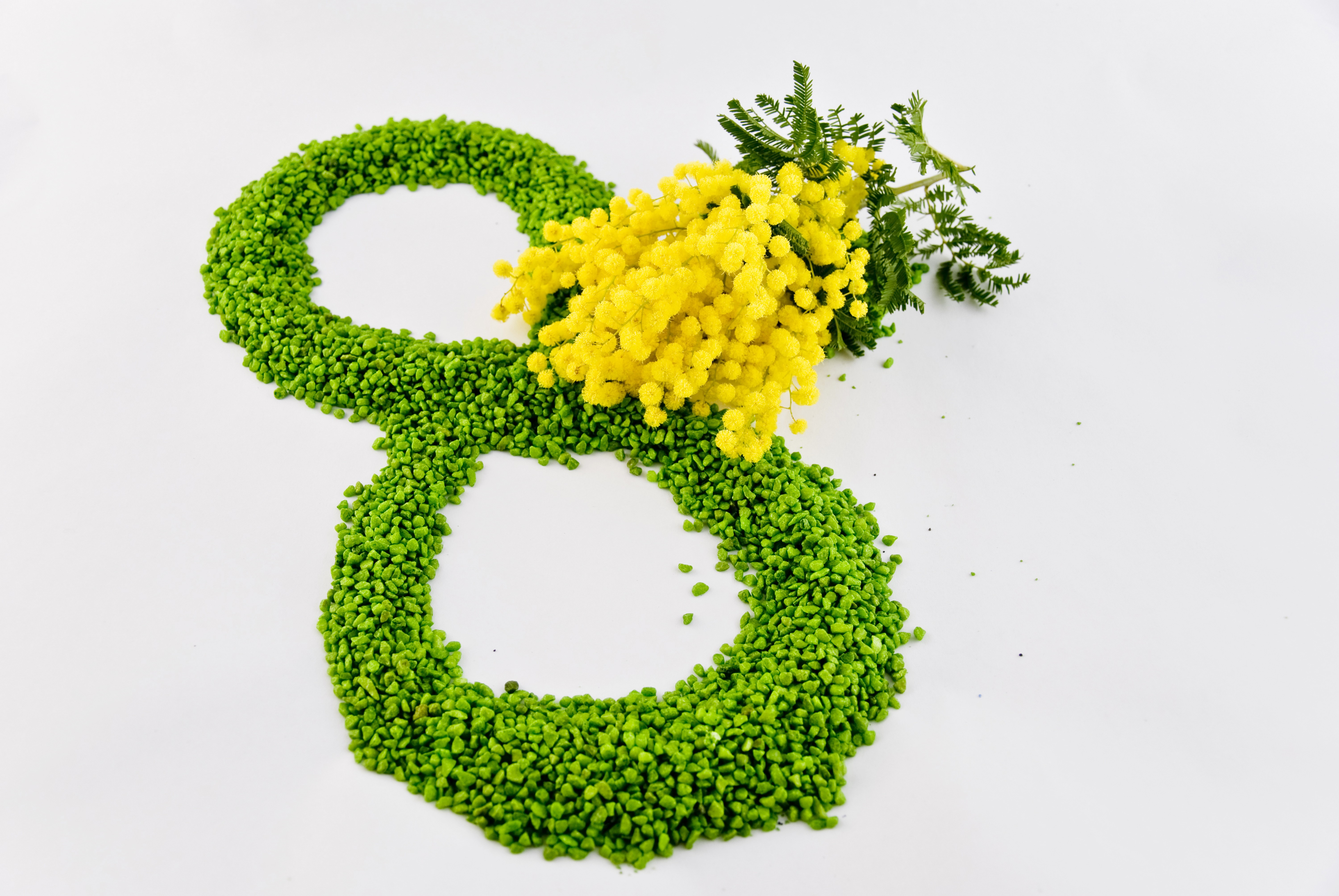 March 8 Silver Wattle HD Wallpaper