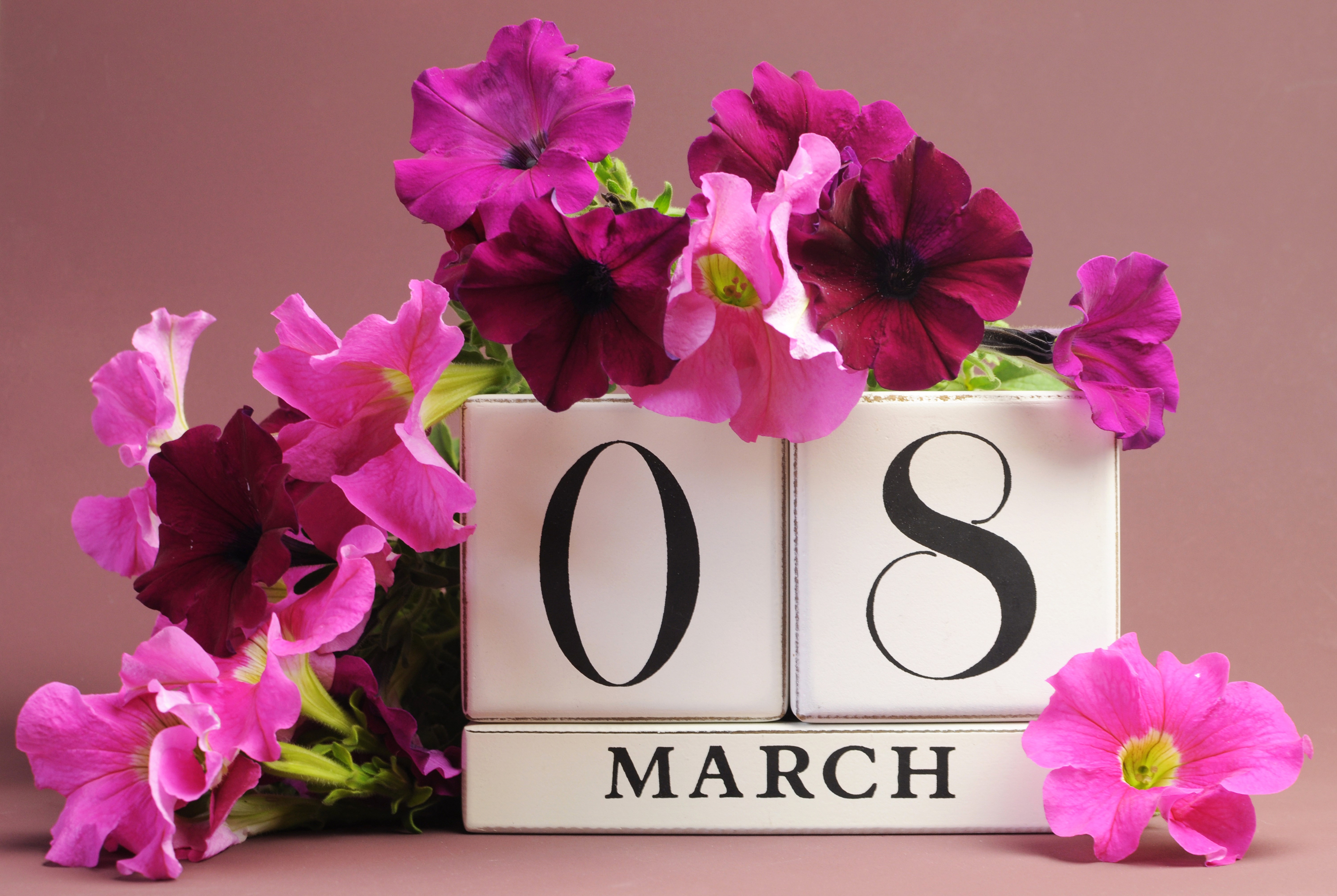 March 8th Petunia Flowers HD Wallpaper
