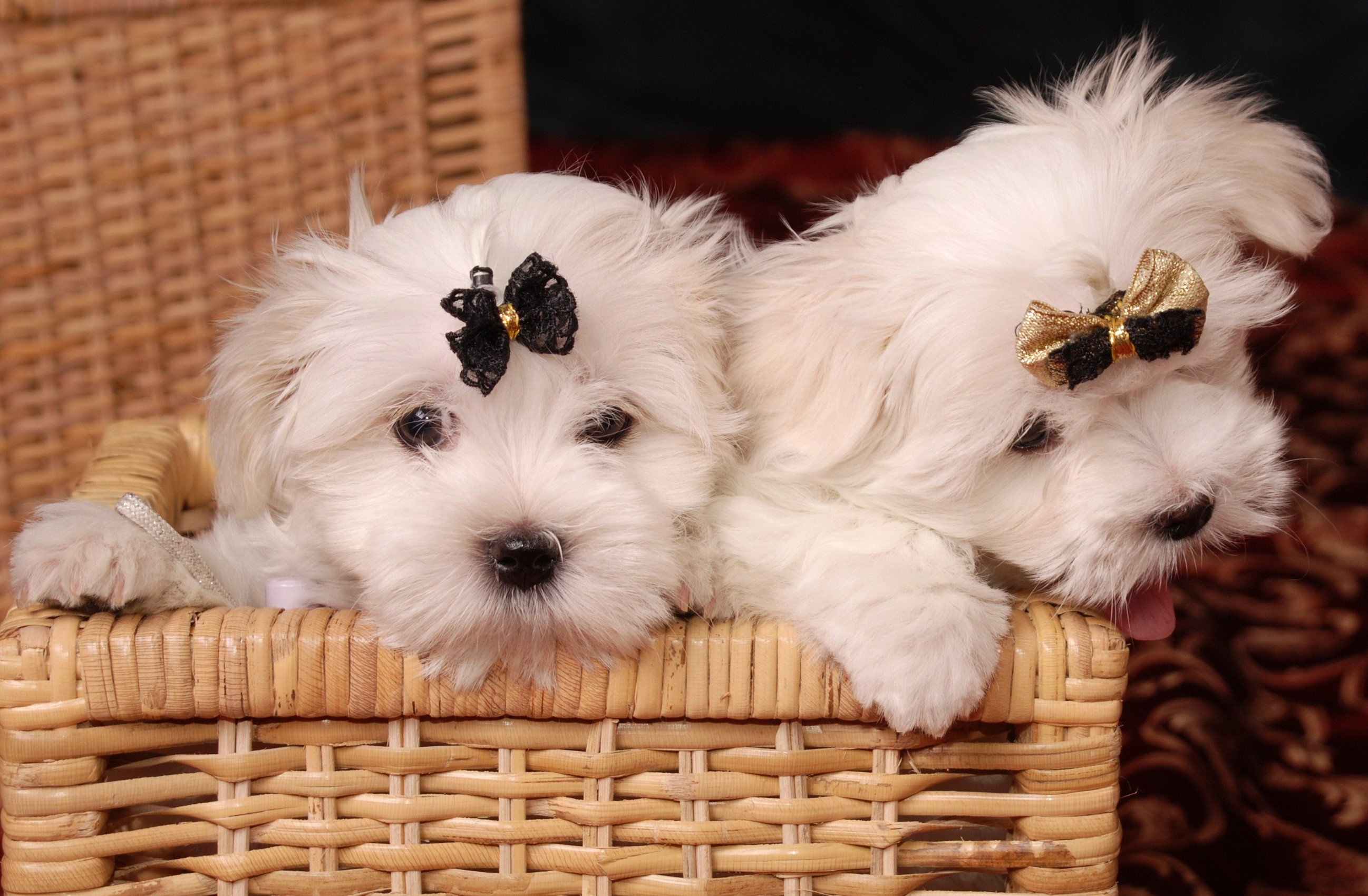 Two puppies in a wicker basket with bows HD Wallpaper