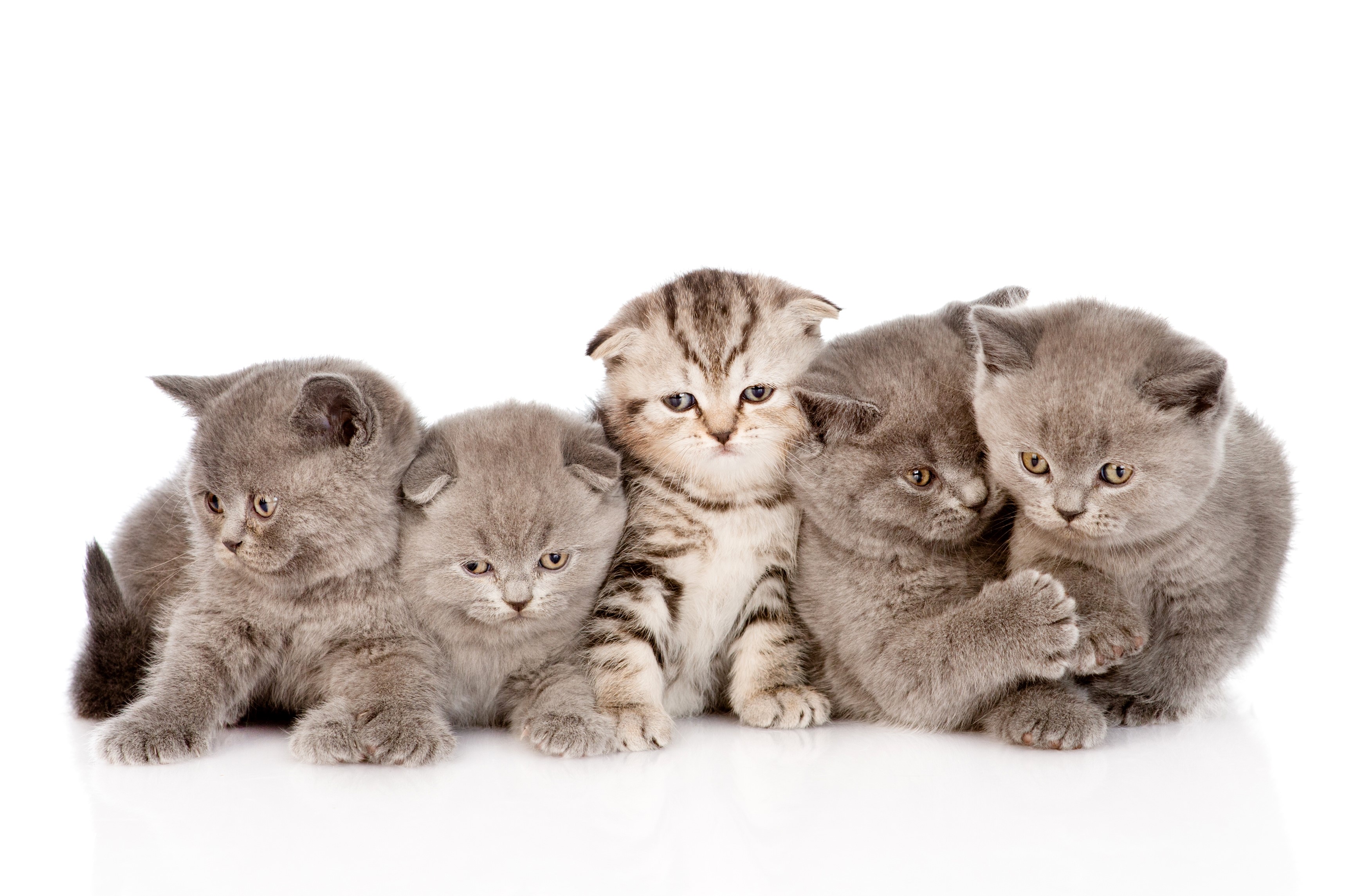 Five adorable kittens sitting together HD Wallpaper