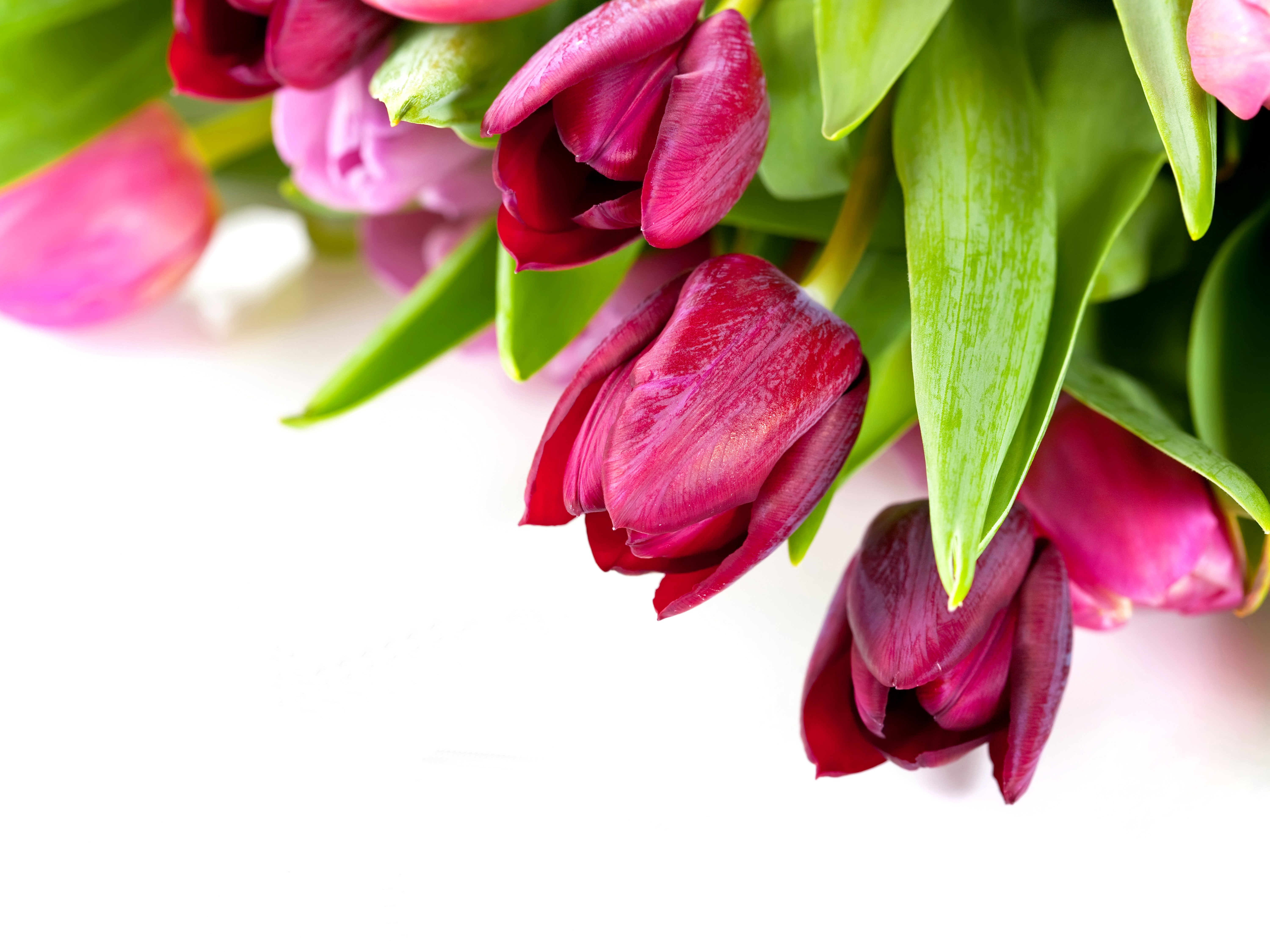 Tulips closeup HD Wallpaper