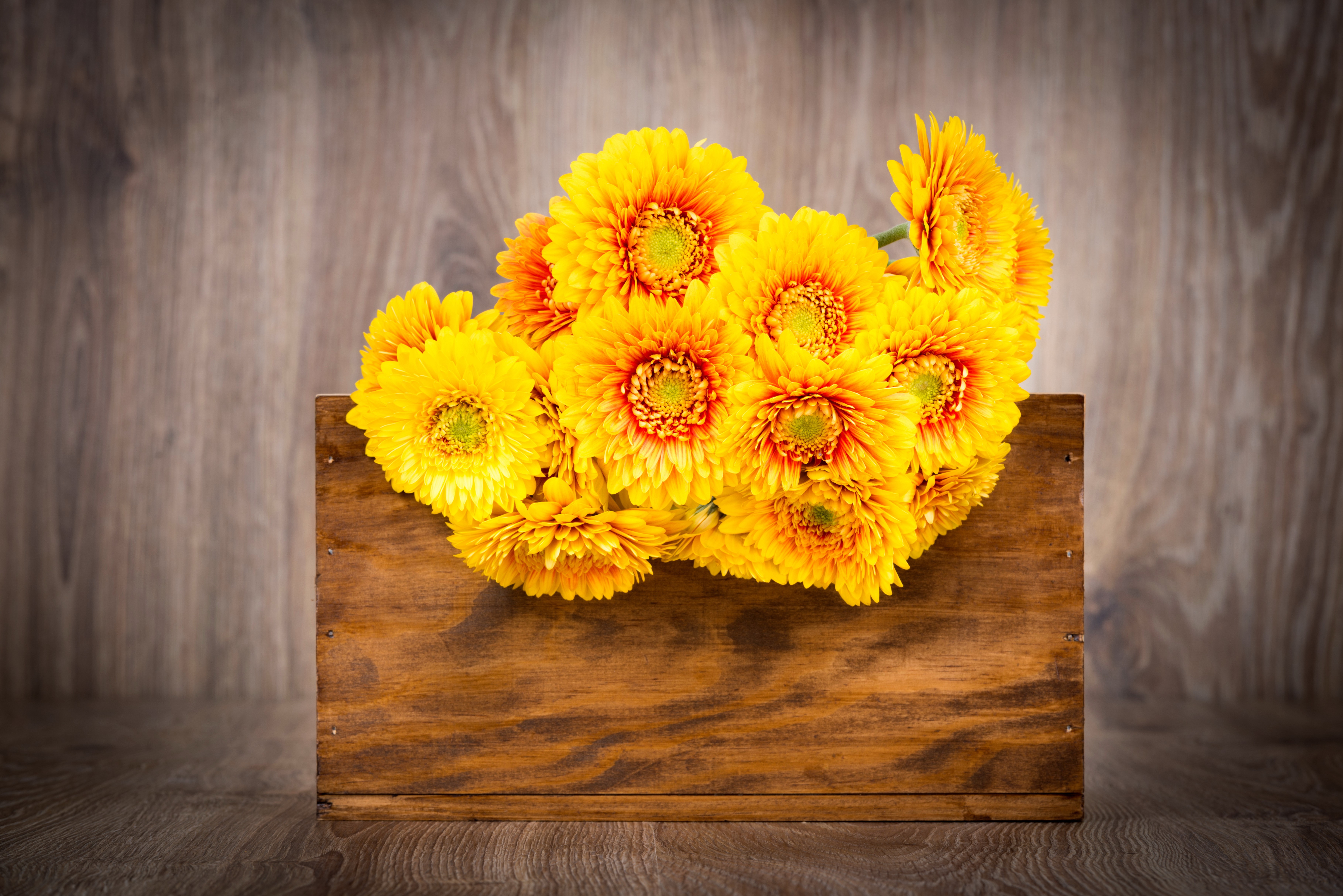 Yellow Chrysanthemums in a Wooden Crate HD Wallpaper